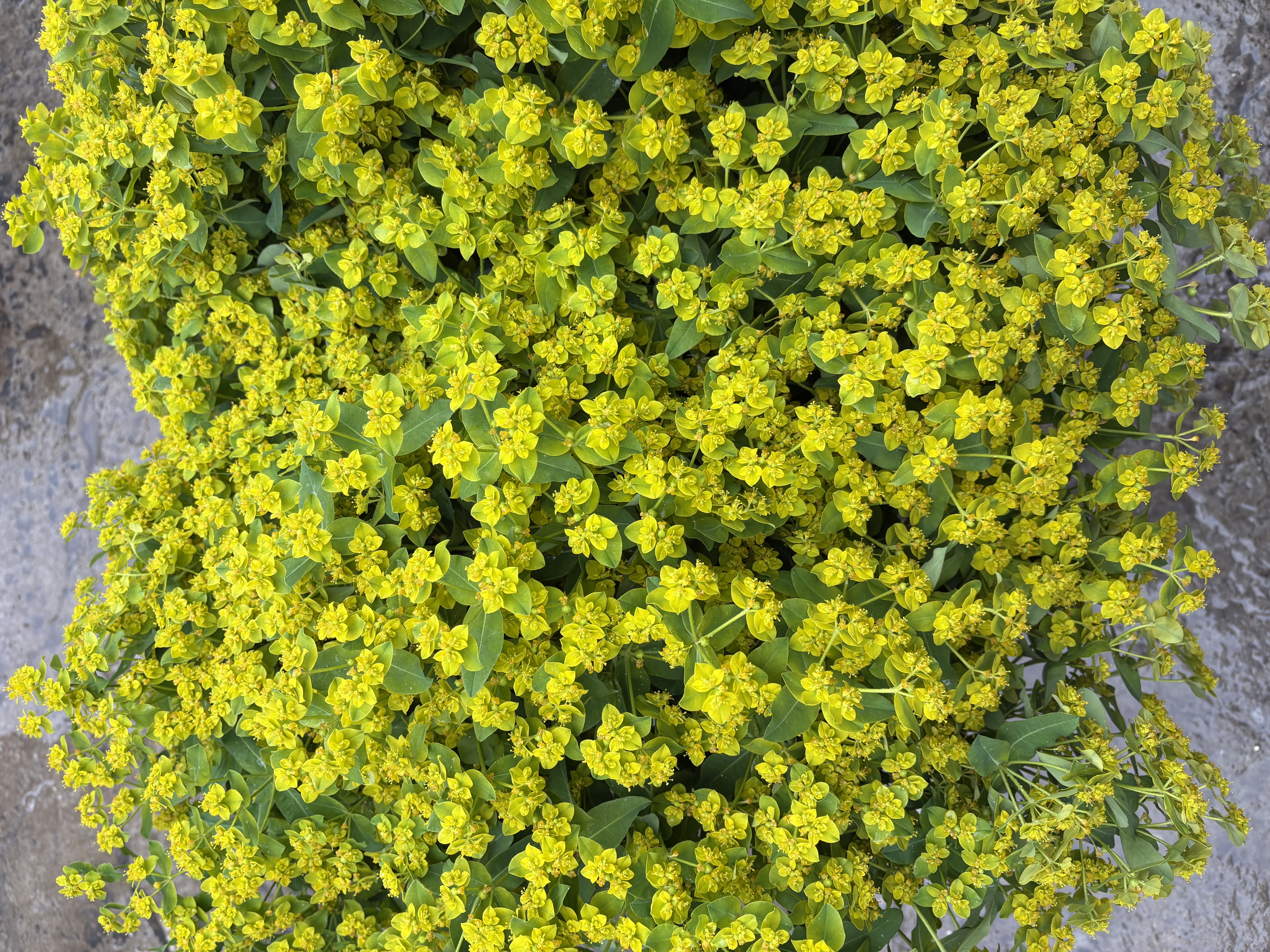 EUPHORBIA polychroma
