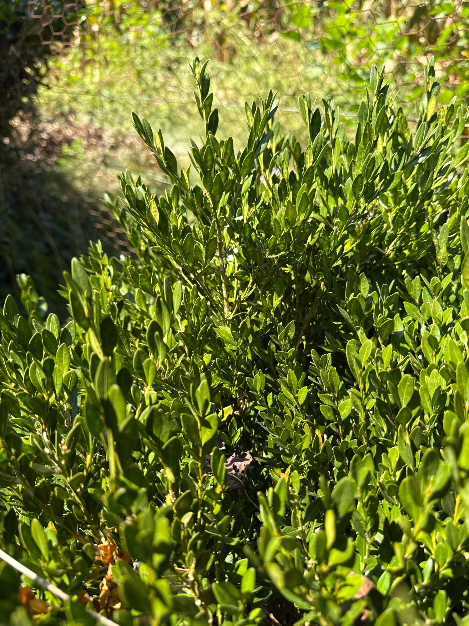 BUXUS