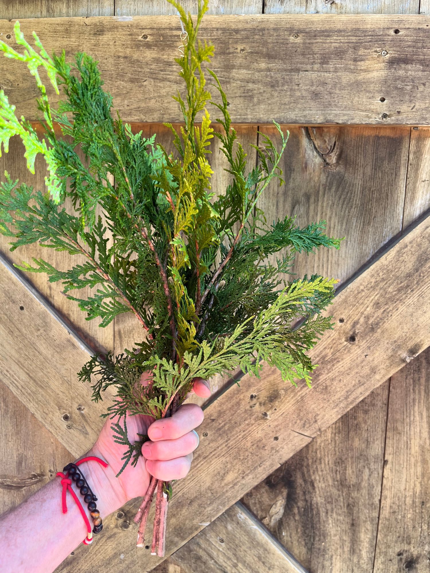 THUJA plicata