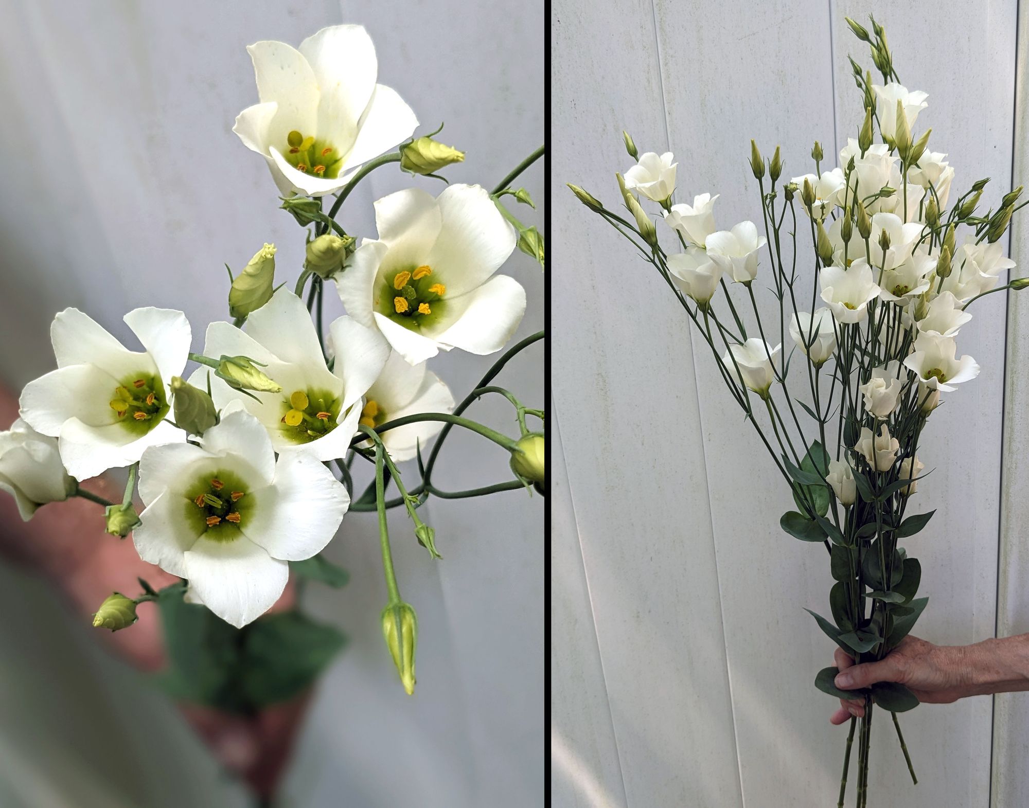 EUSTOMA grandiflorum Macheriena White