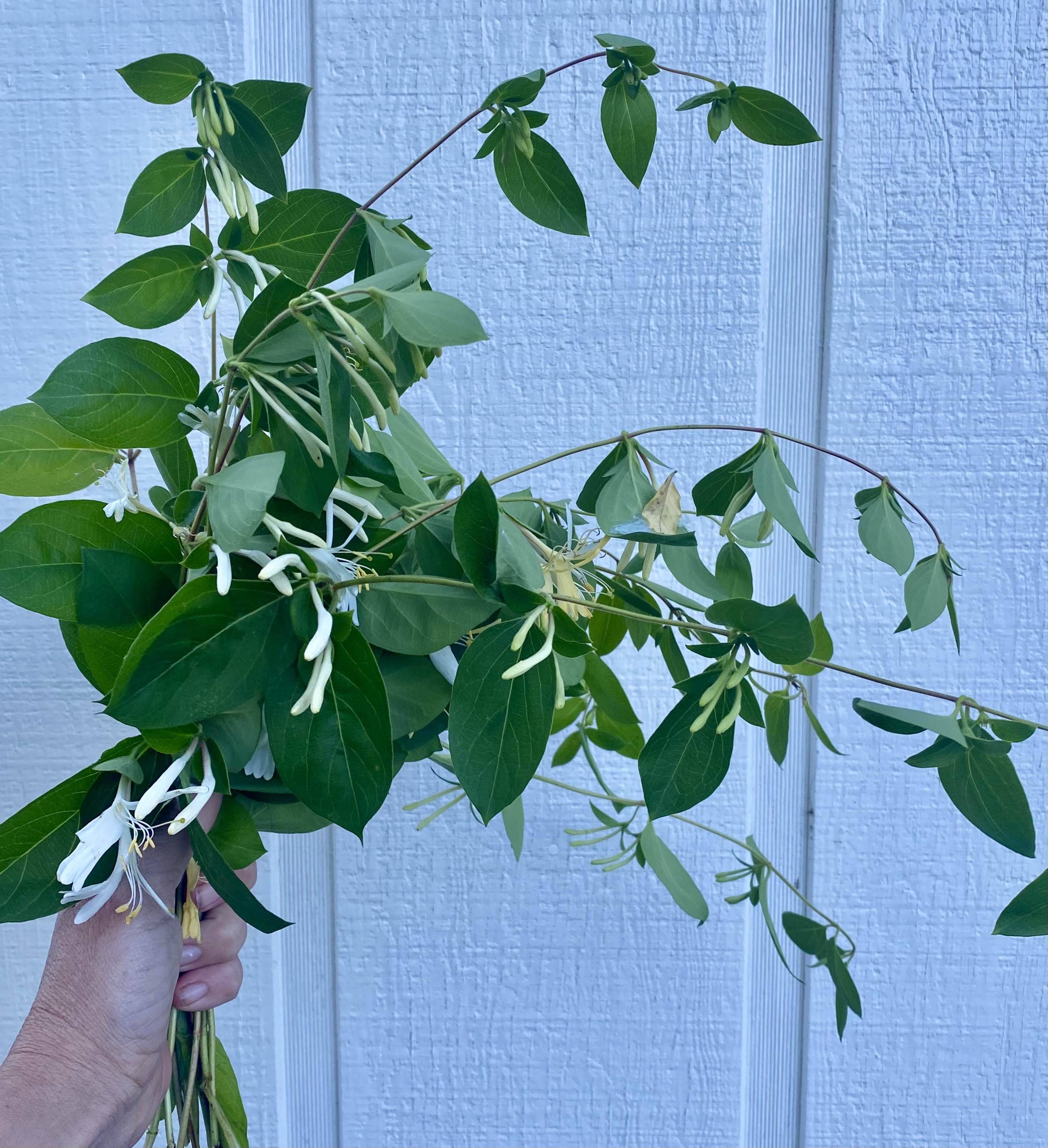 LONICERA sp
