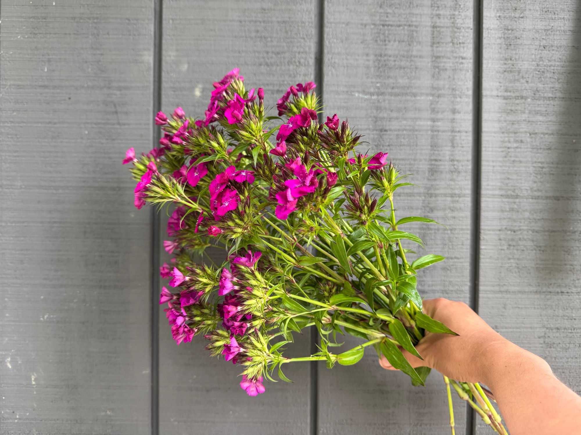 DIANTHUS barbatus Amazon Neon Purple