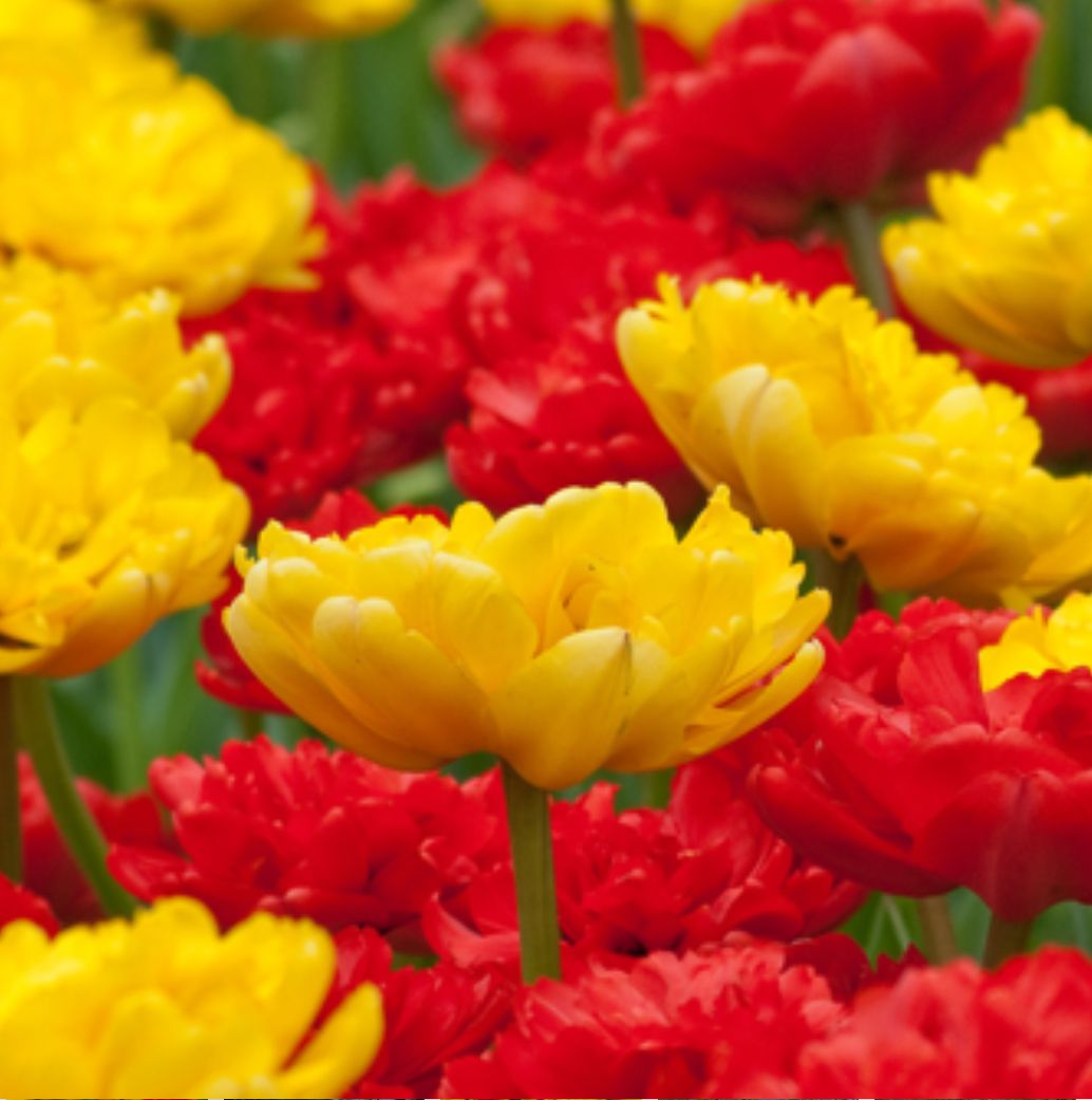 TULIPA