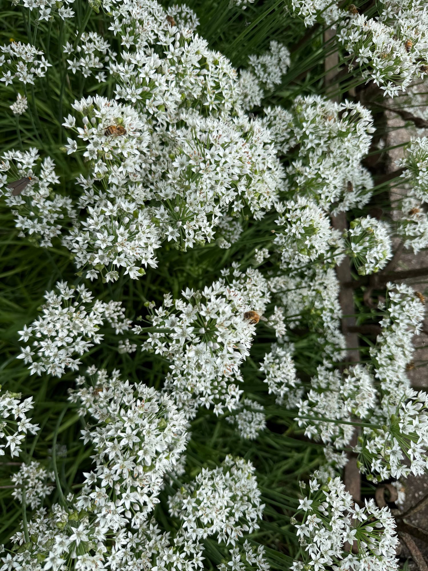 ALLIUM tuberosum