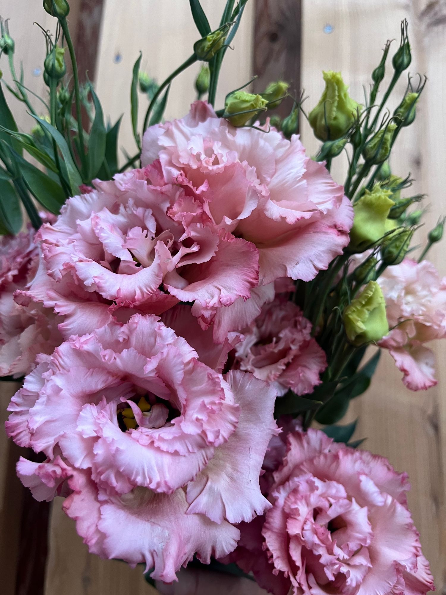 EUSTOMA grandiflorum