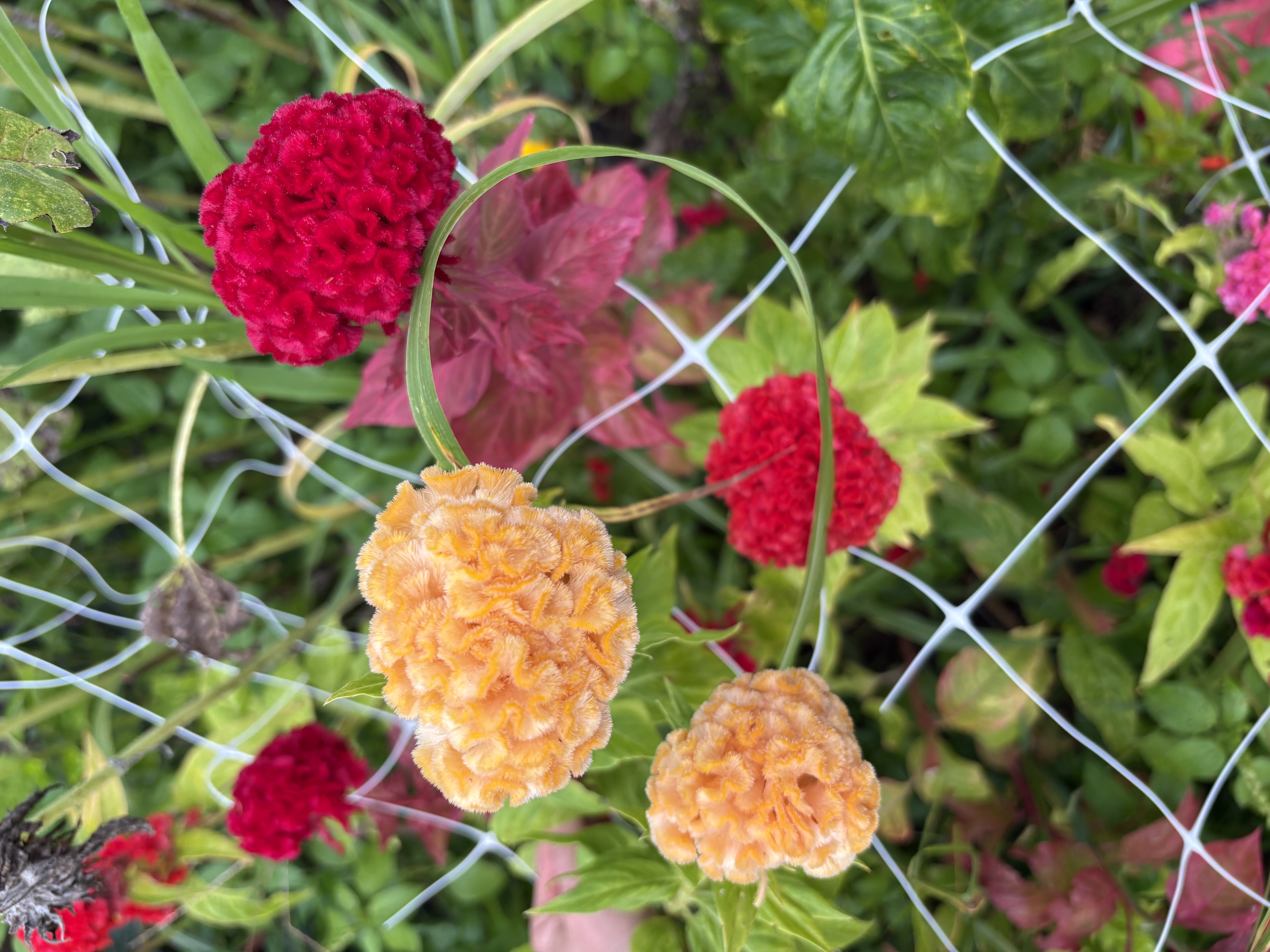 CELOSIA argentea var. cristata Chief Red