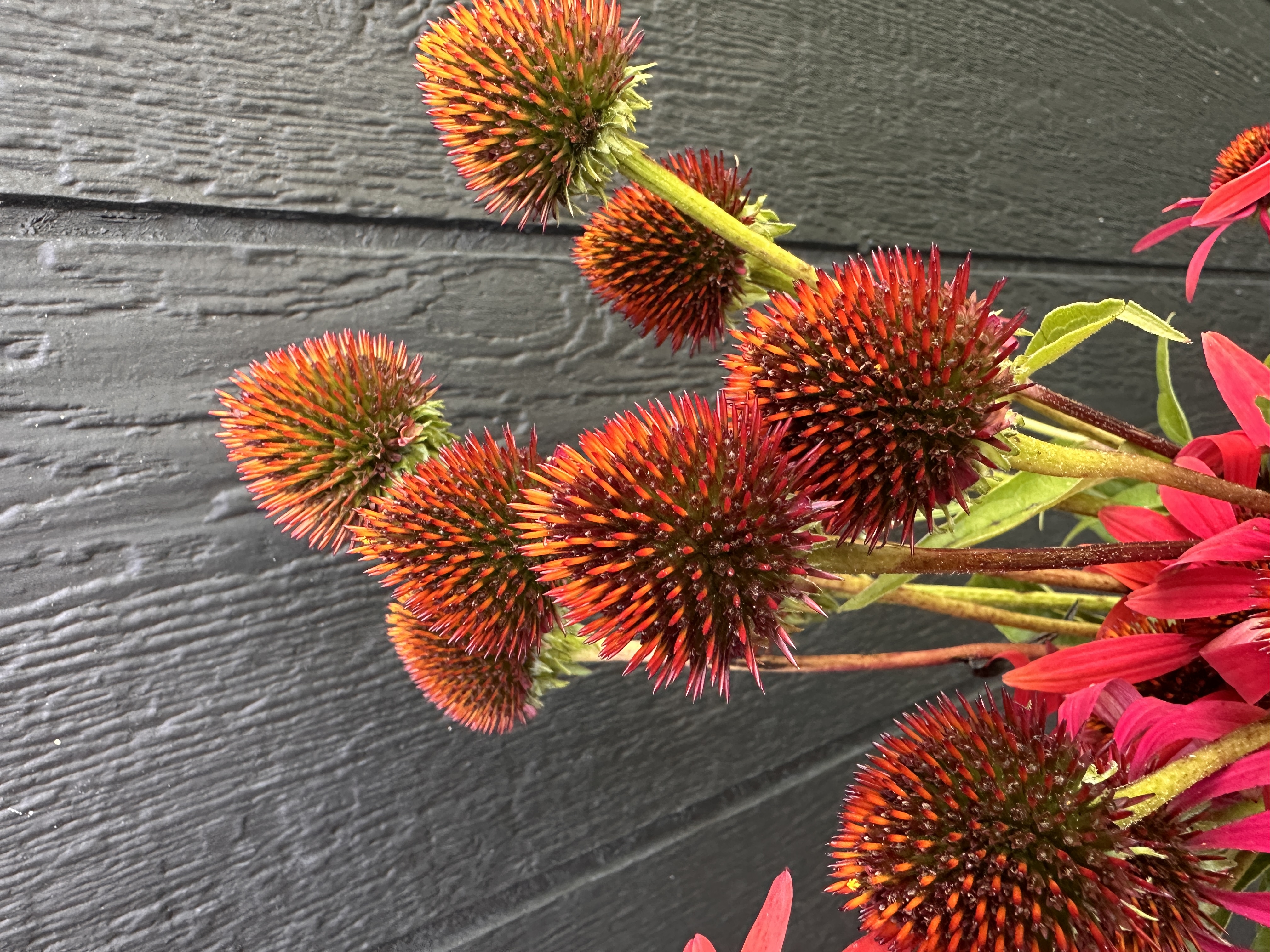 ECHINACEA purpurea