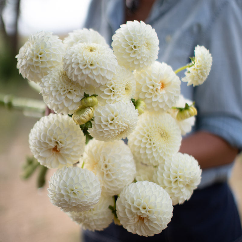DAHLIA Ryecroft Jan