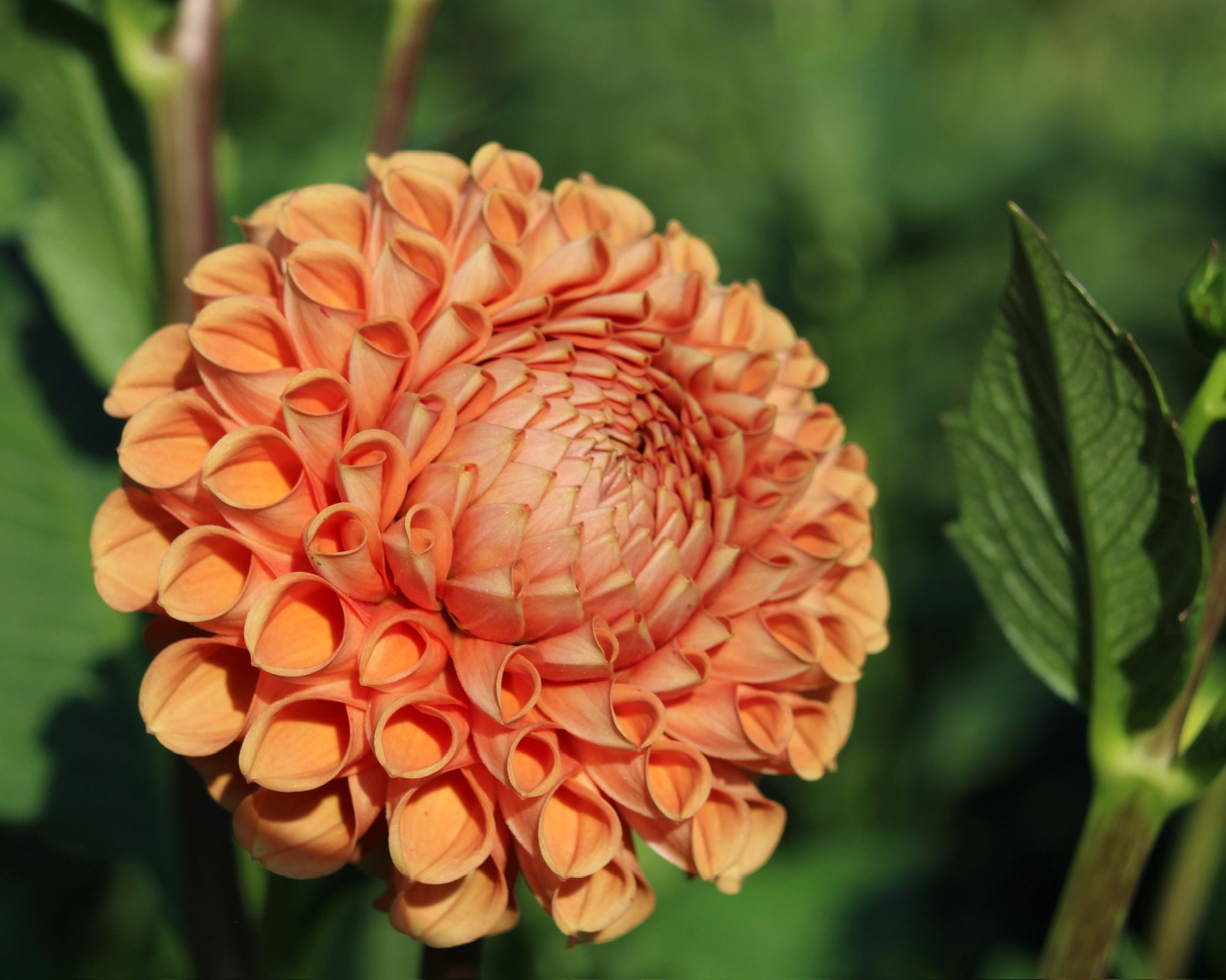 DAHLIA Cornel Bronze