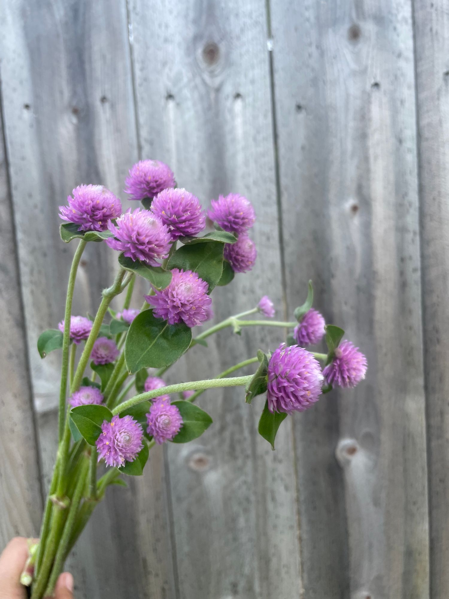 GOMPHRENA globosa Audray