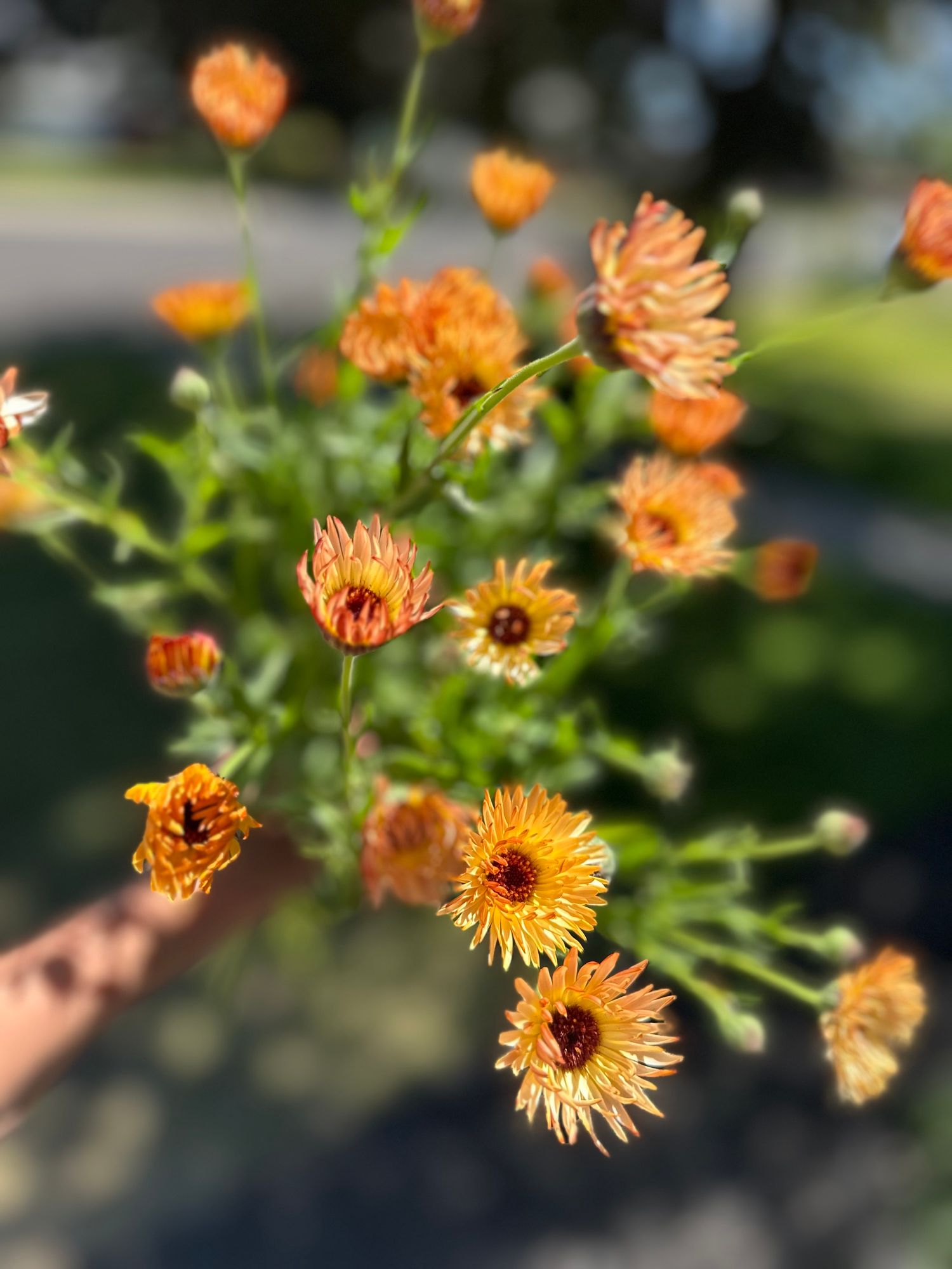 CALENDULA officinalis Pacific Apricot Beauty