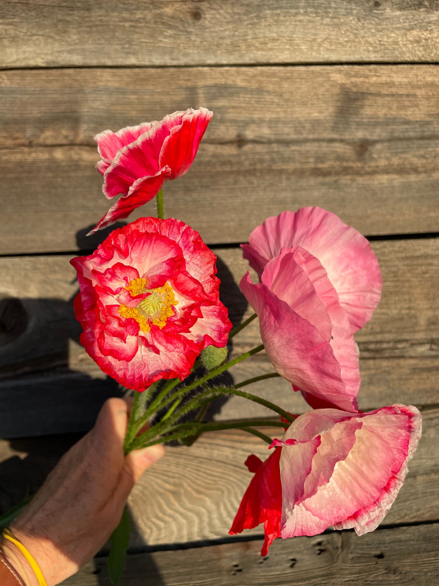 PAPAVER rhoeas Supreme