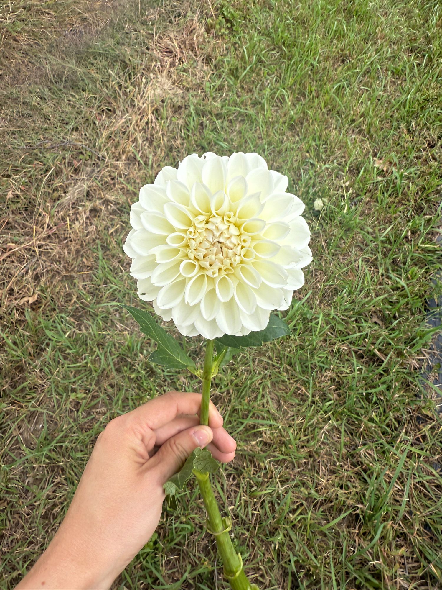 DAHLIA Decorative