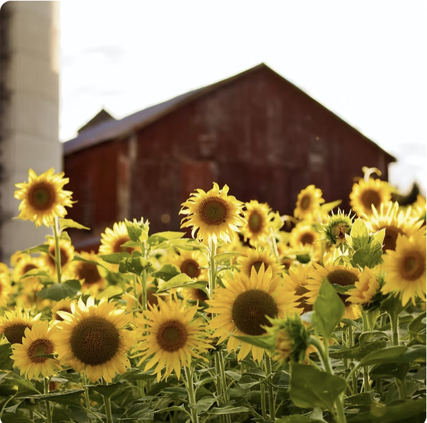 HELIANTHUS