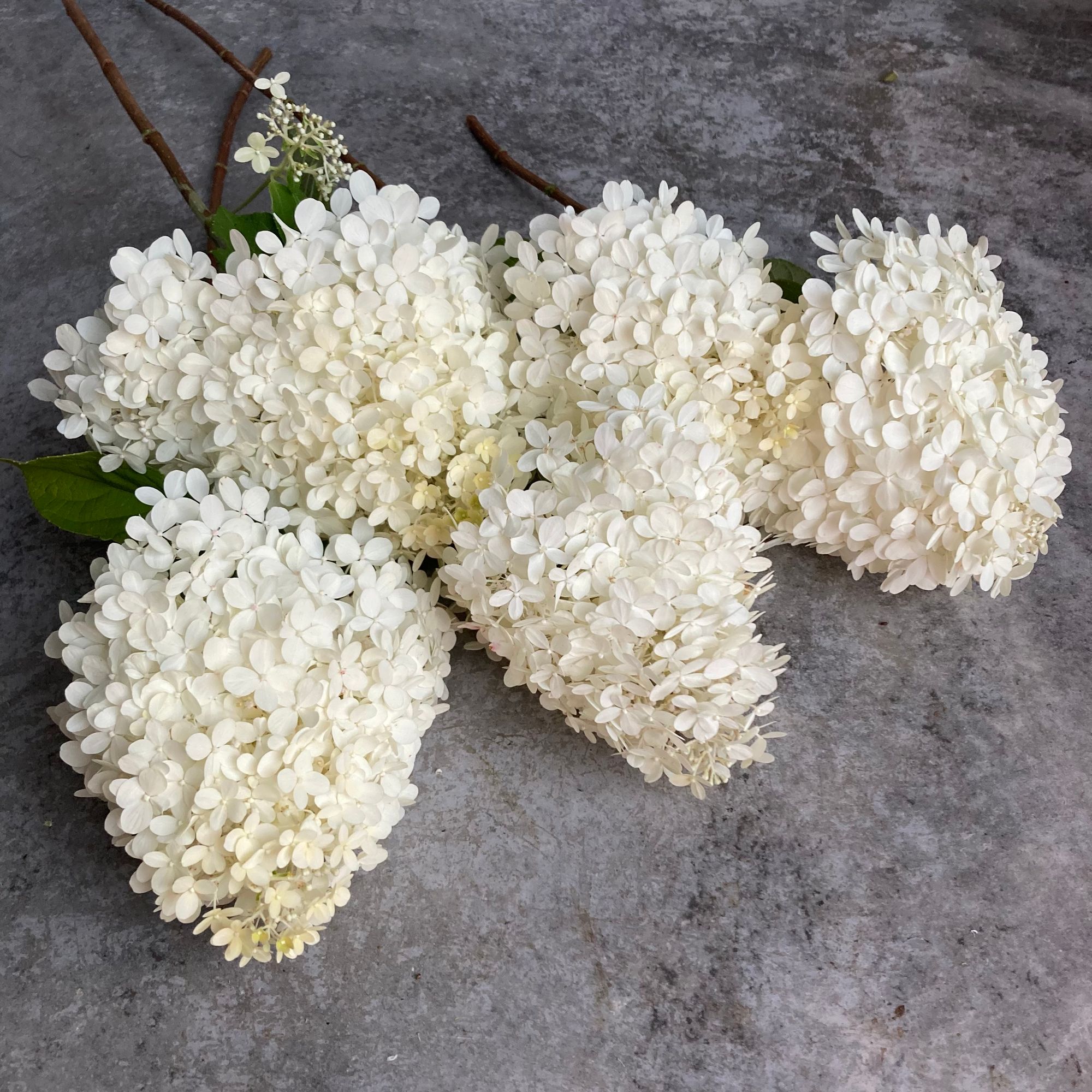HYDRANGEA paniculata Limelight