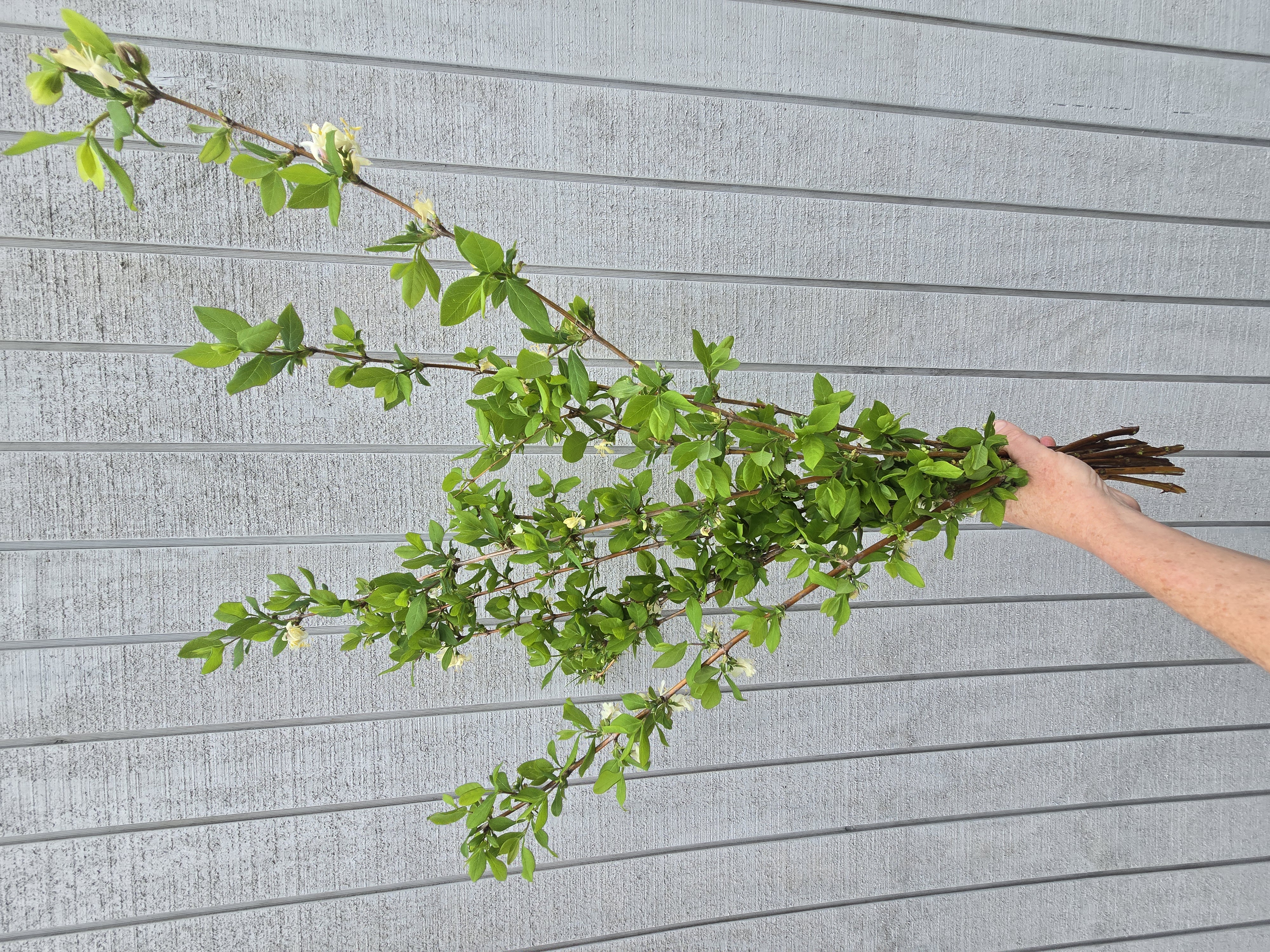 LONICERA sp