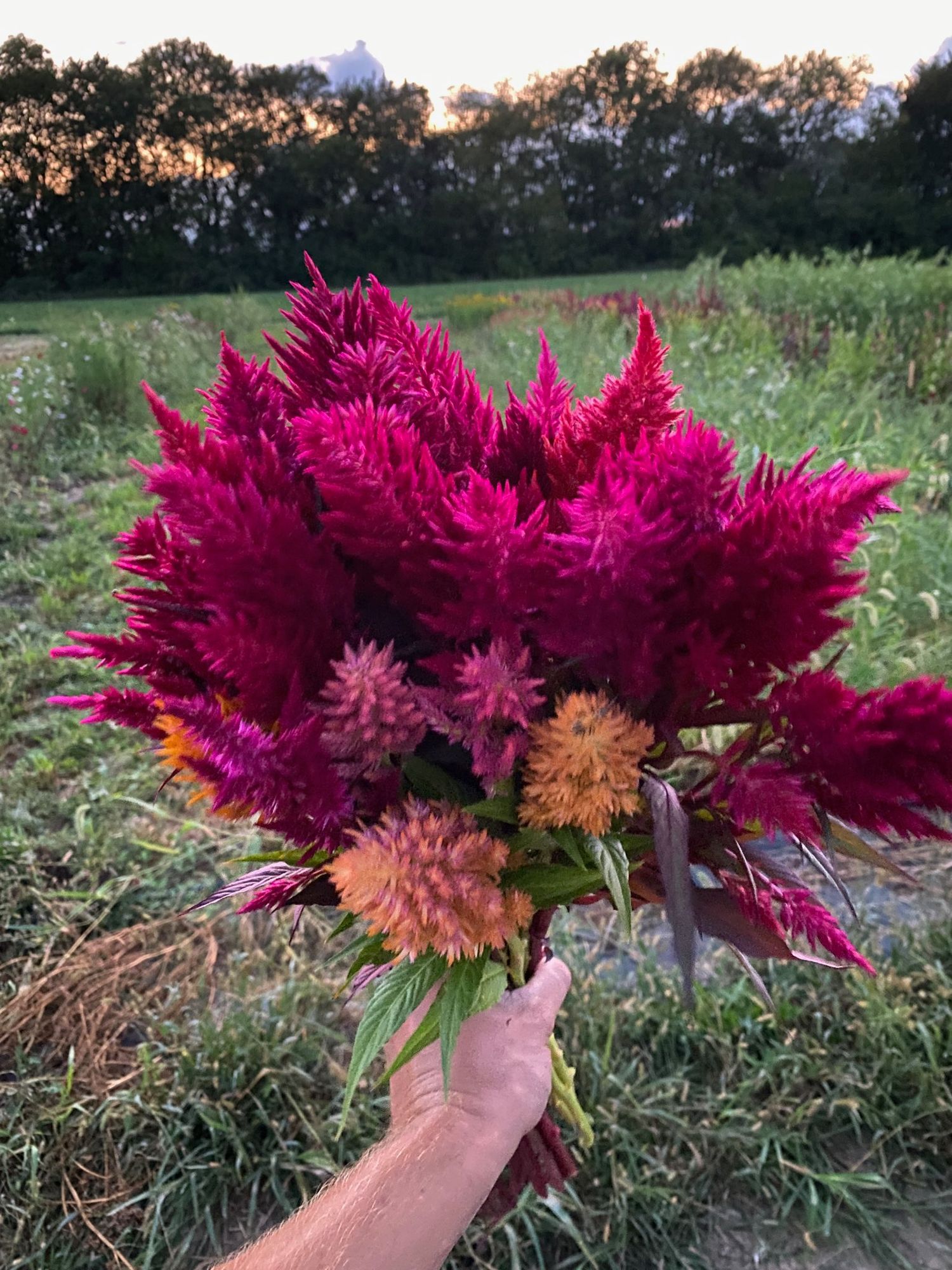 CELOSIA argentea var. plumosa Pampas Plume