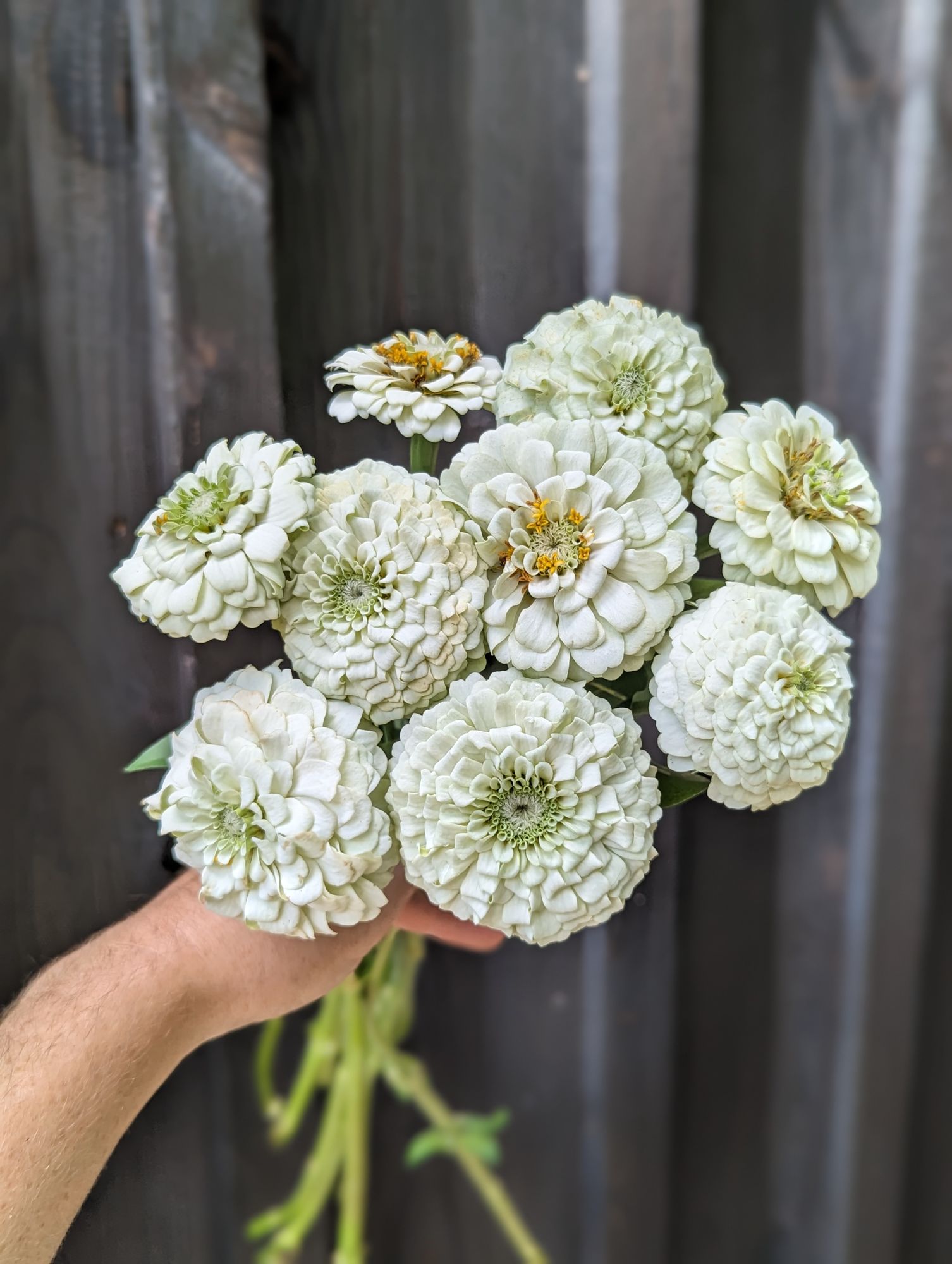 ZINNIA elegans Oklahoma Series