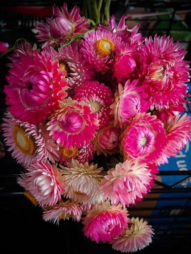 XEROCHRYSUM bracteatum Bright Rose