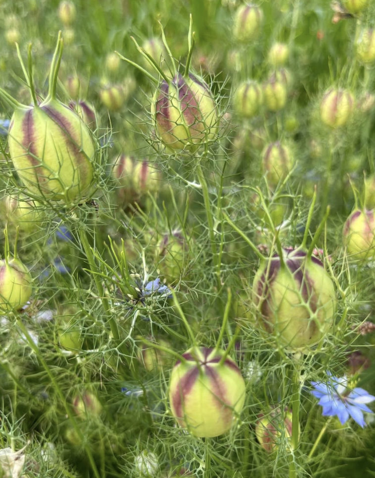 NIGELLA damascena Miss Jekyll