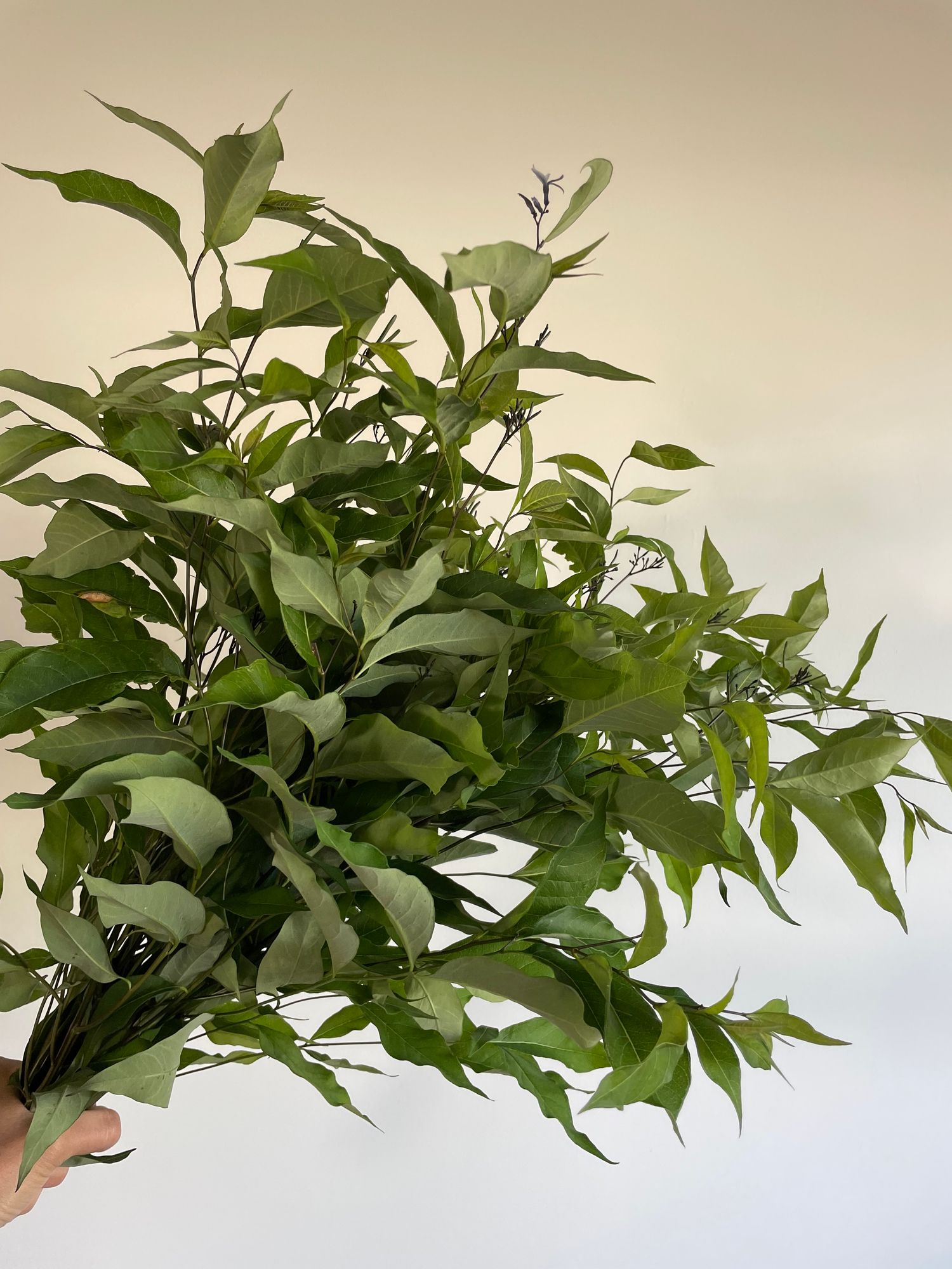 AMSONIA tabernaemontana Stormcloud