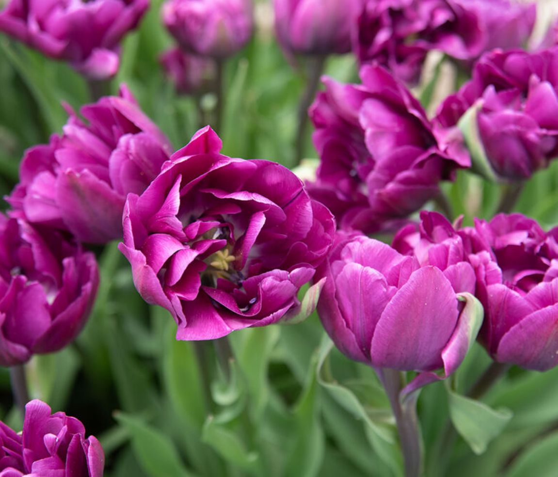 TULIPA Negrita Double