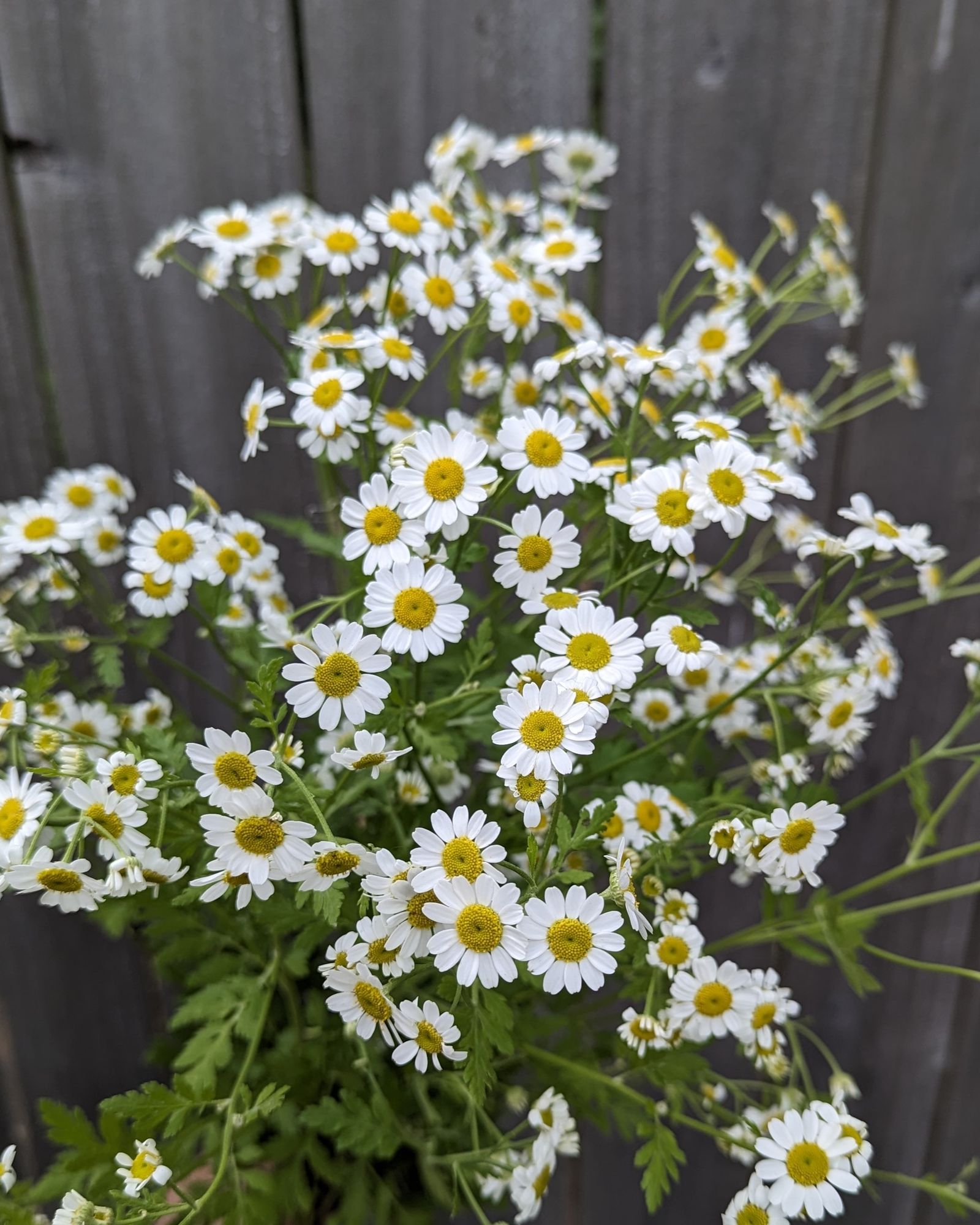 TANACETUM parthenium