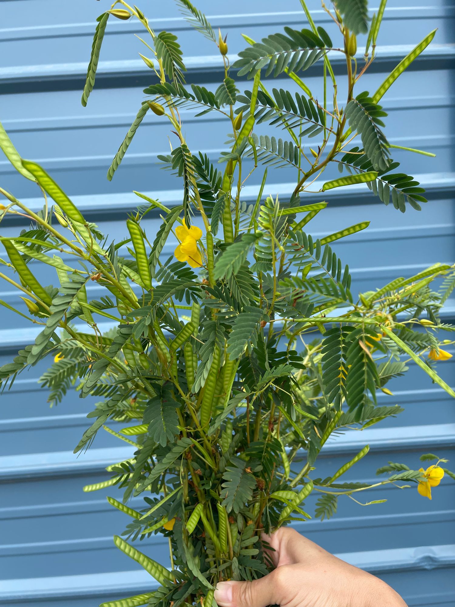 CHAMAECRISTA fasciculata