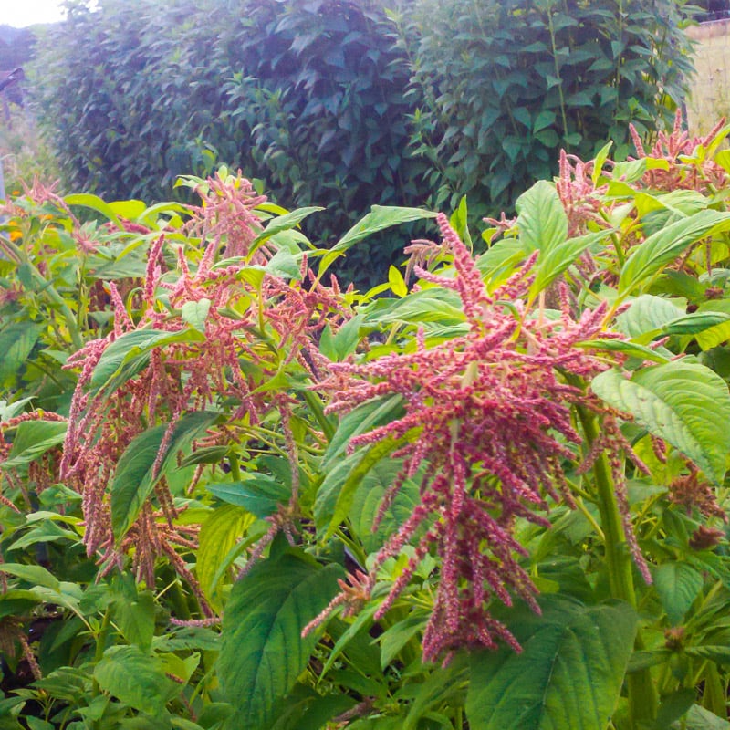 AMARANTHUS caudatus Coral Fountains