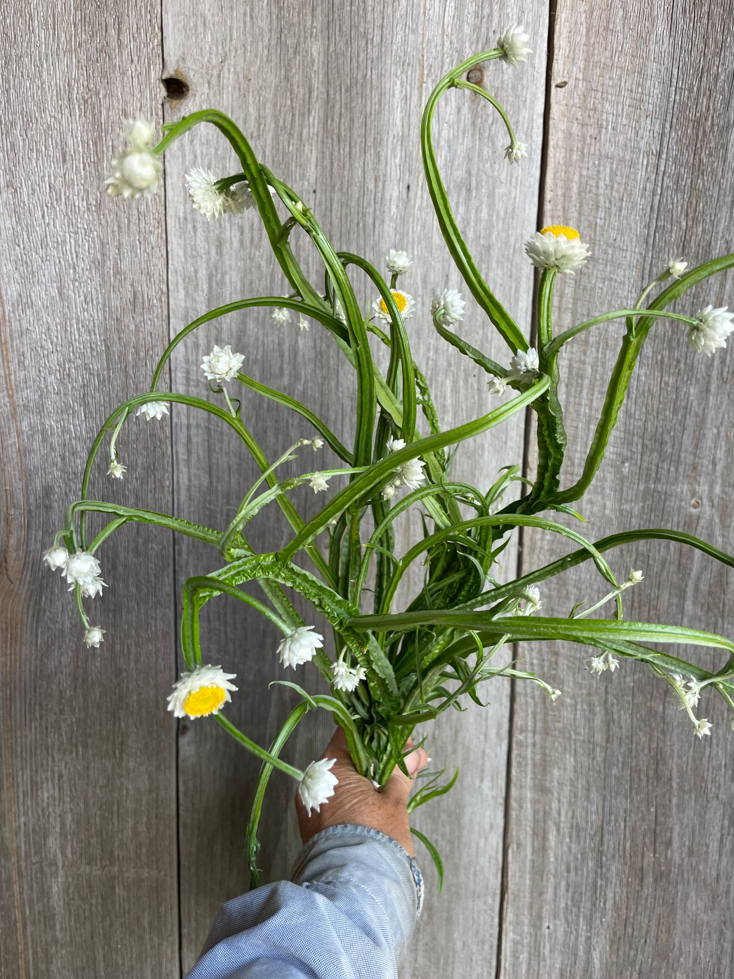 AMMOBIUM alatum