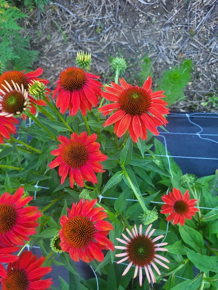 ECHINACEA Cheyenne Spirit