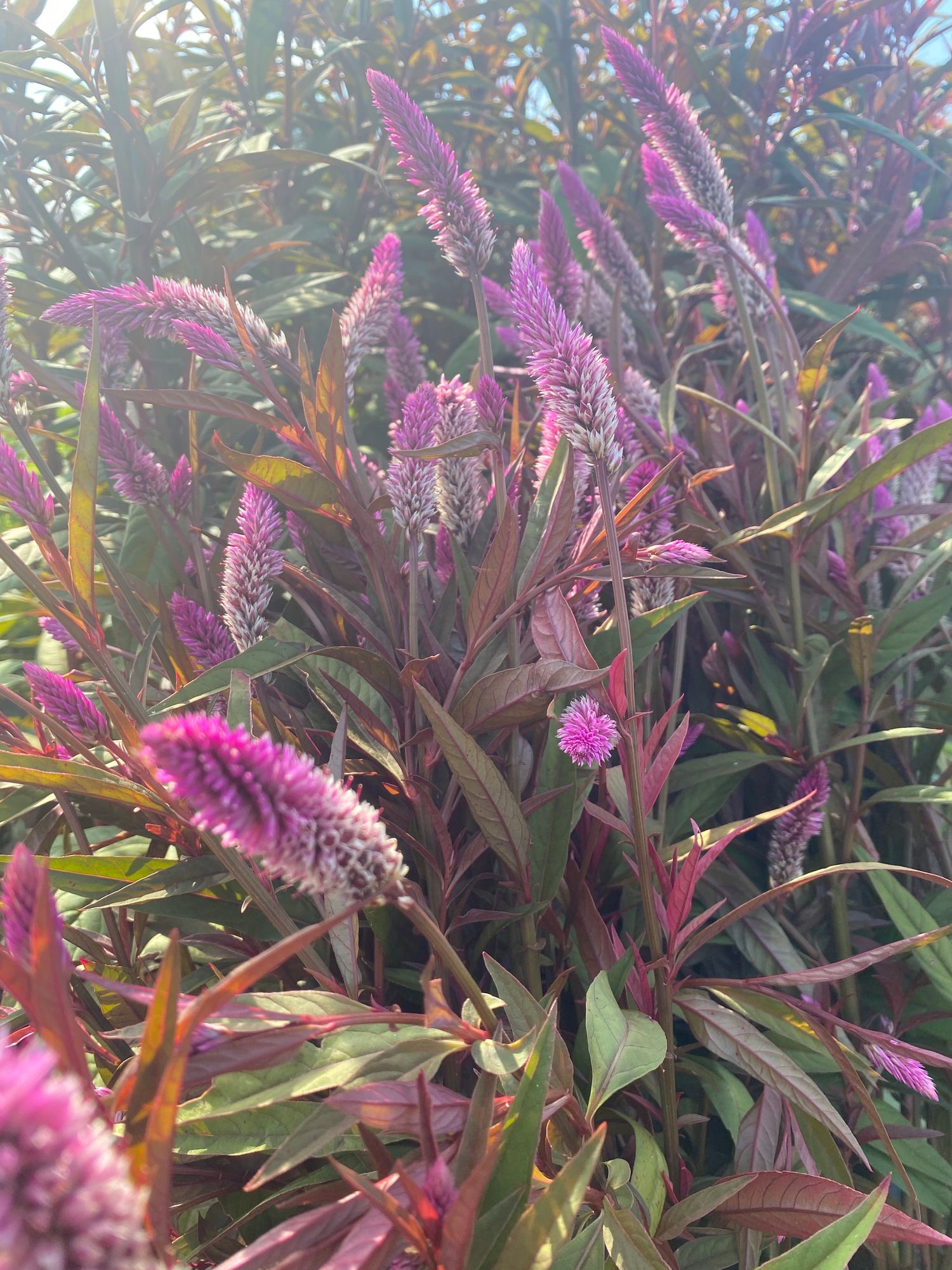 CELOSIA argentea spicata Flamingo Purple