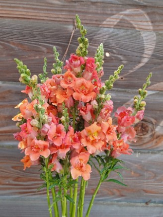 ANTIRRHINUM majus Madame Butterfly Bronze