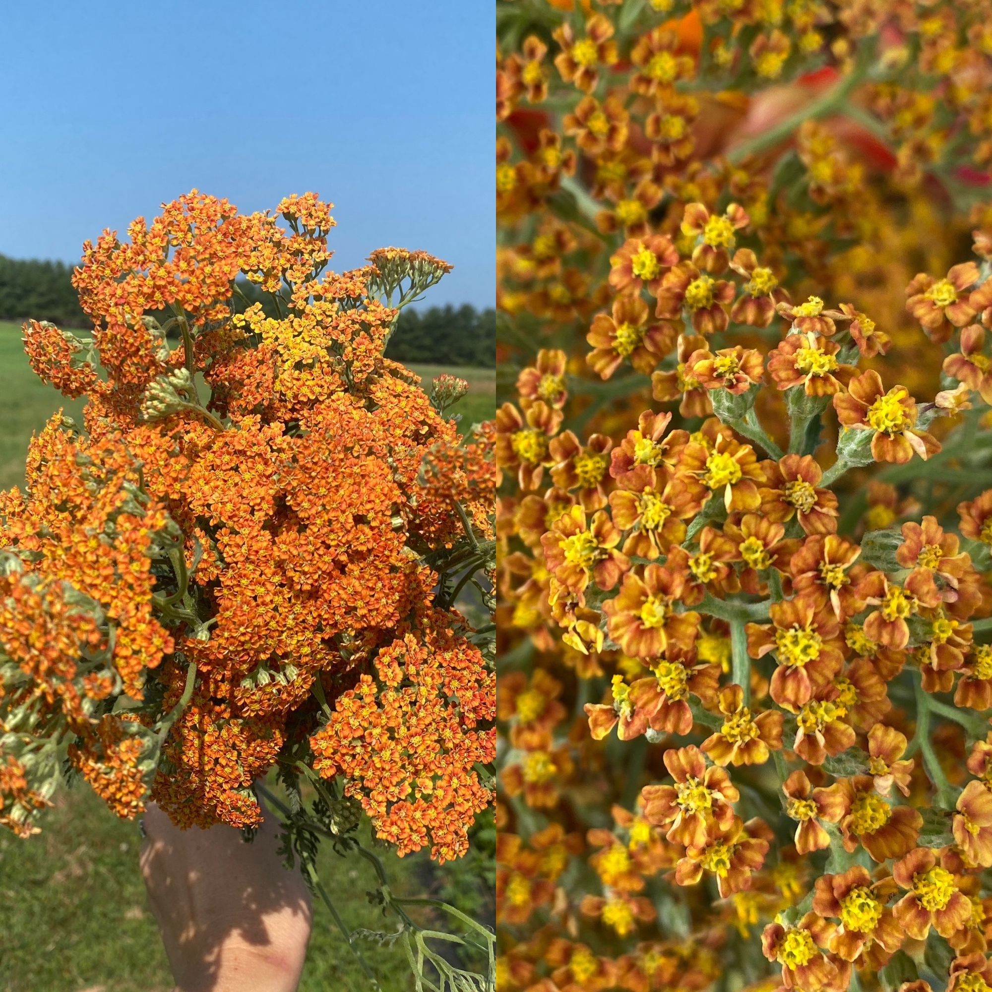 ACHILLEA millefolium Terracotta