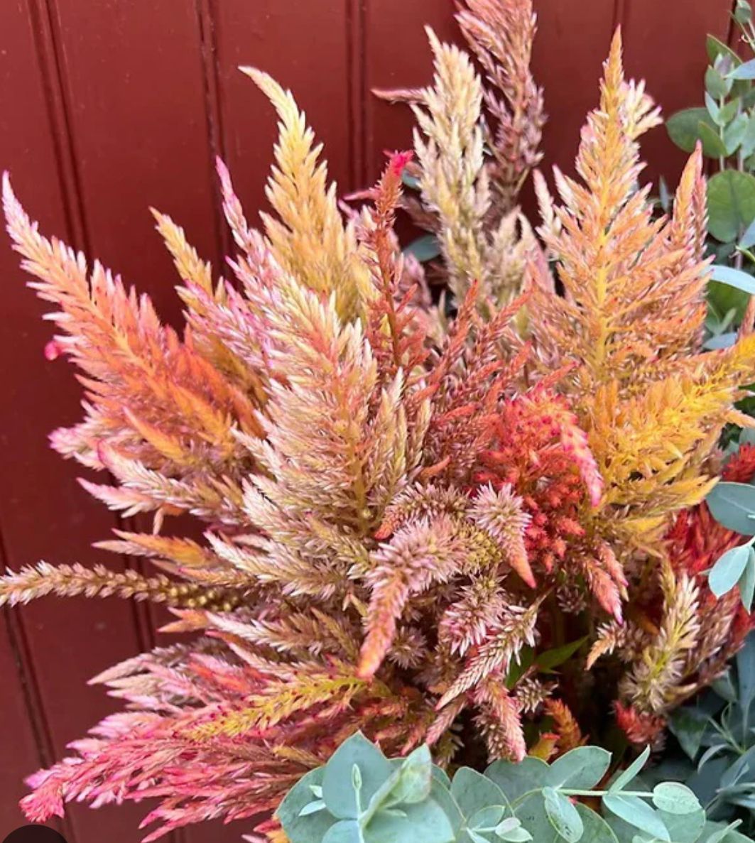 CELOSIA argentea var. spicata Shimmer