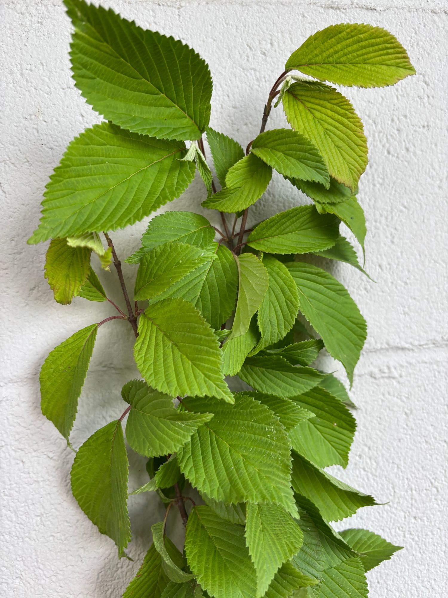 VIBURNUM plicatum Shasta