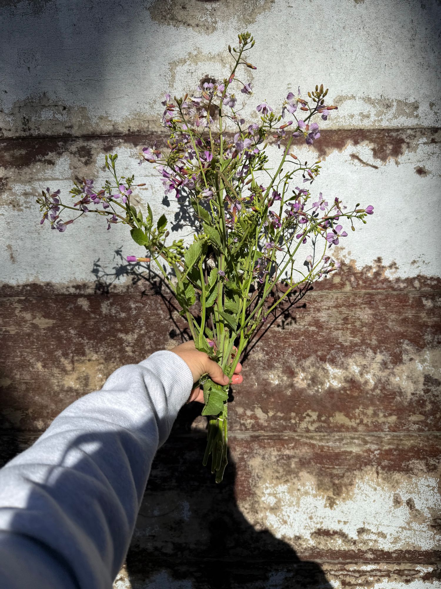 RAPHANUS raphanistrum Purple