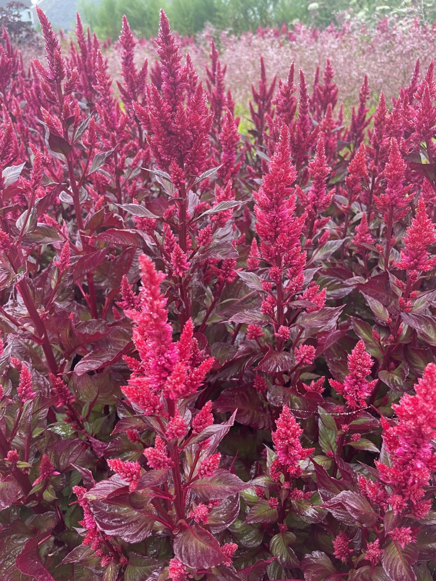 CELOSIA argentea var. plumosa Sunday Wine Red