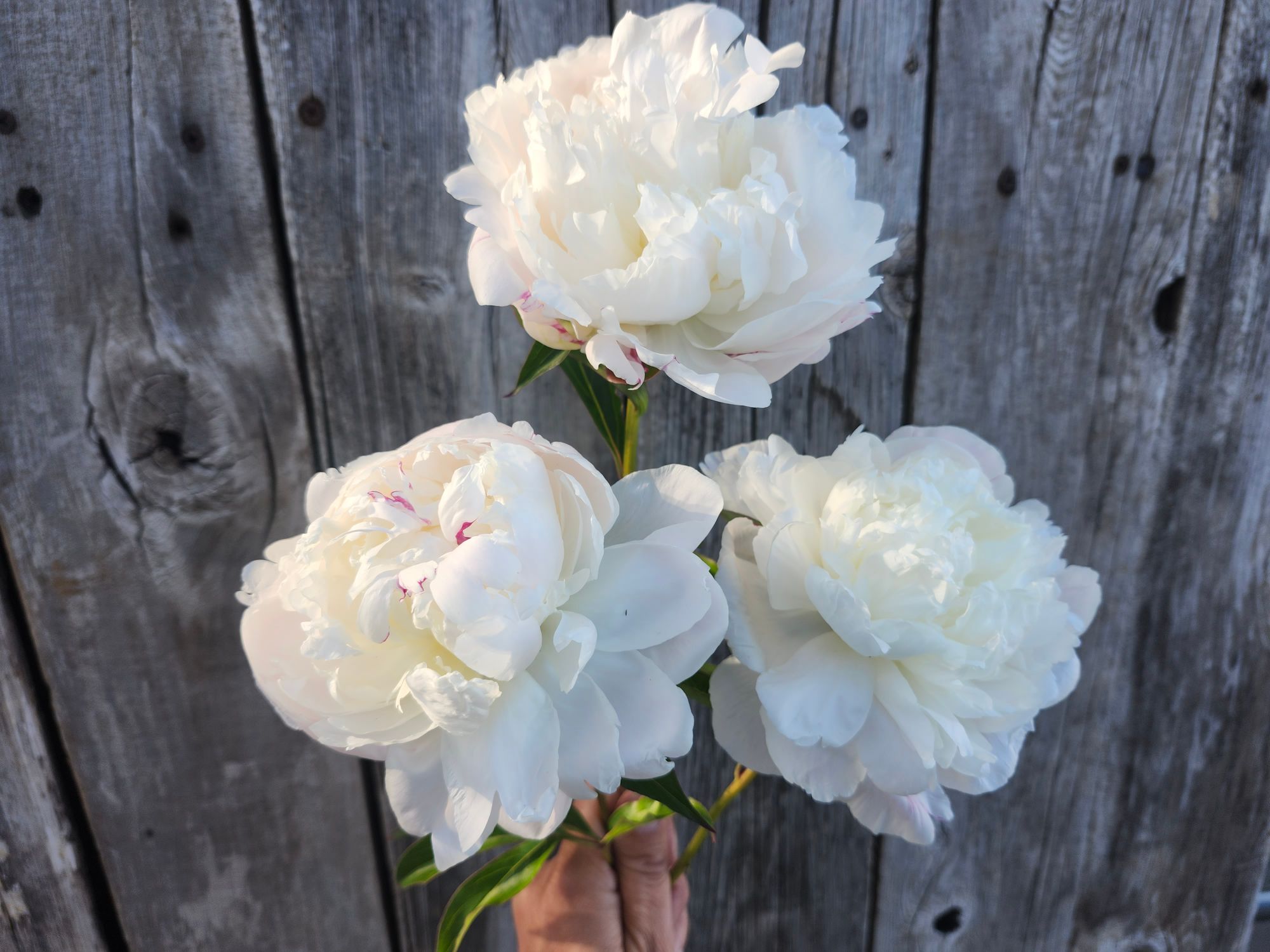 PAEONIA lactiflora Shirley Temple