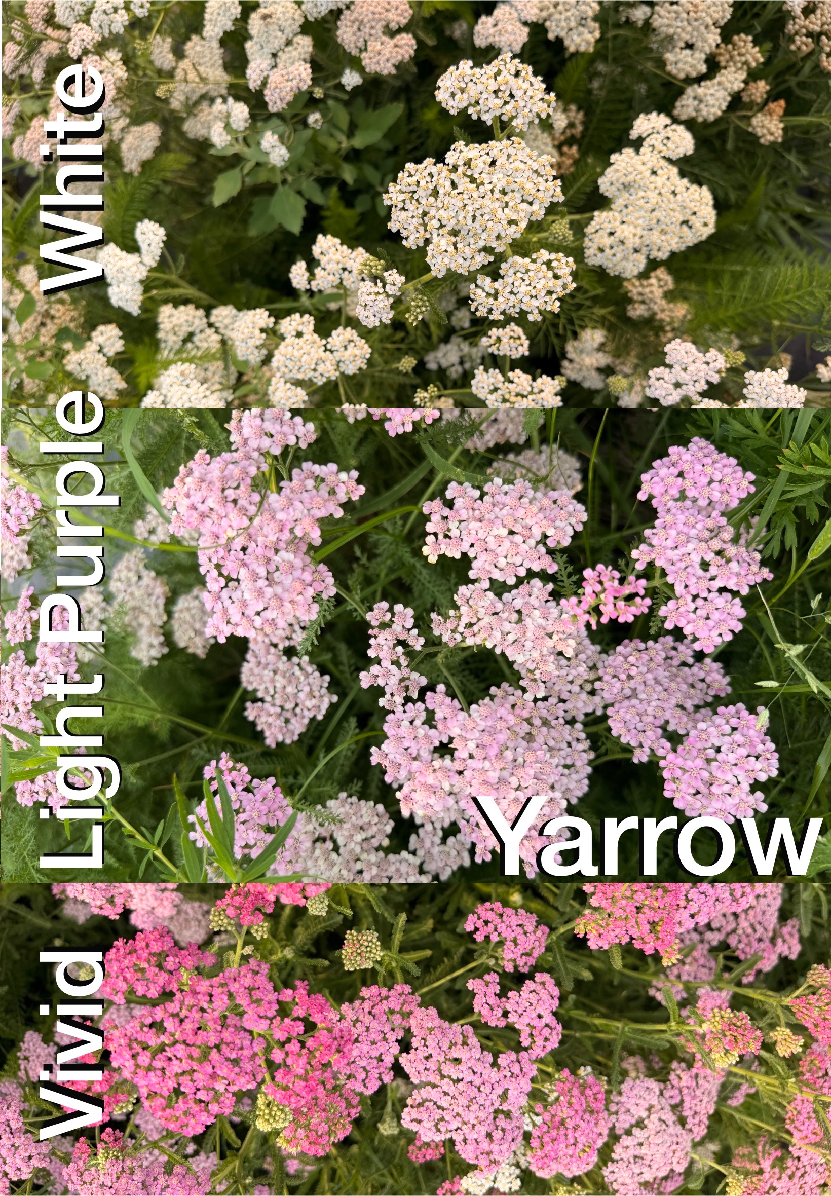 ACHILLEA millefolium