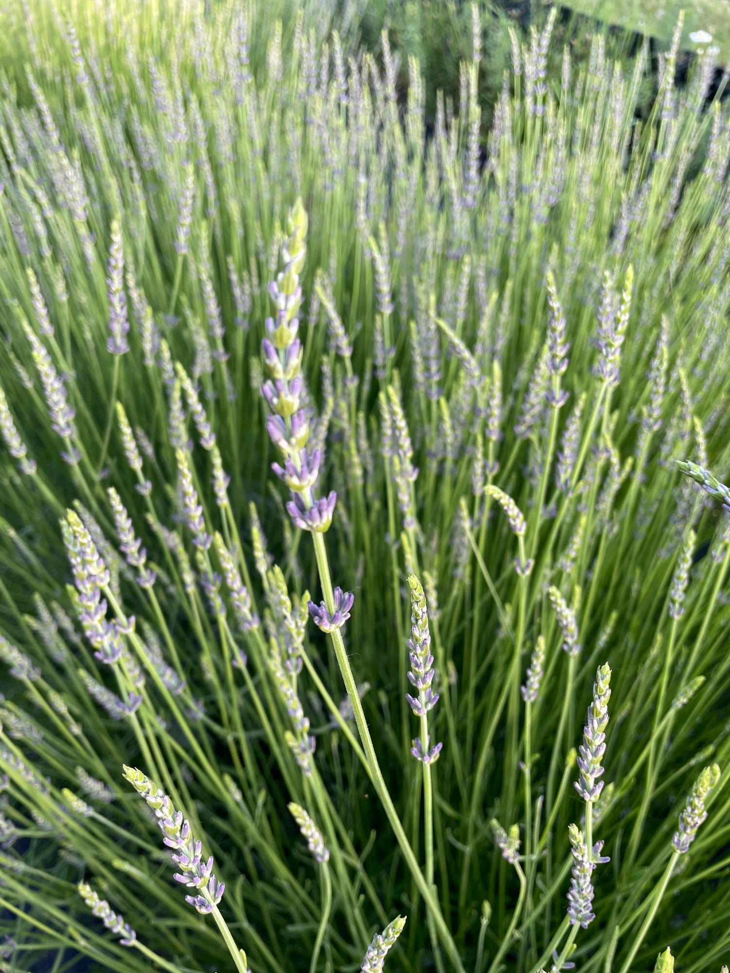 LAVANDULA