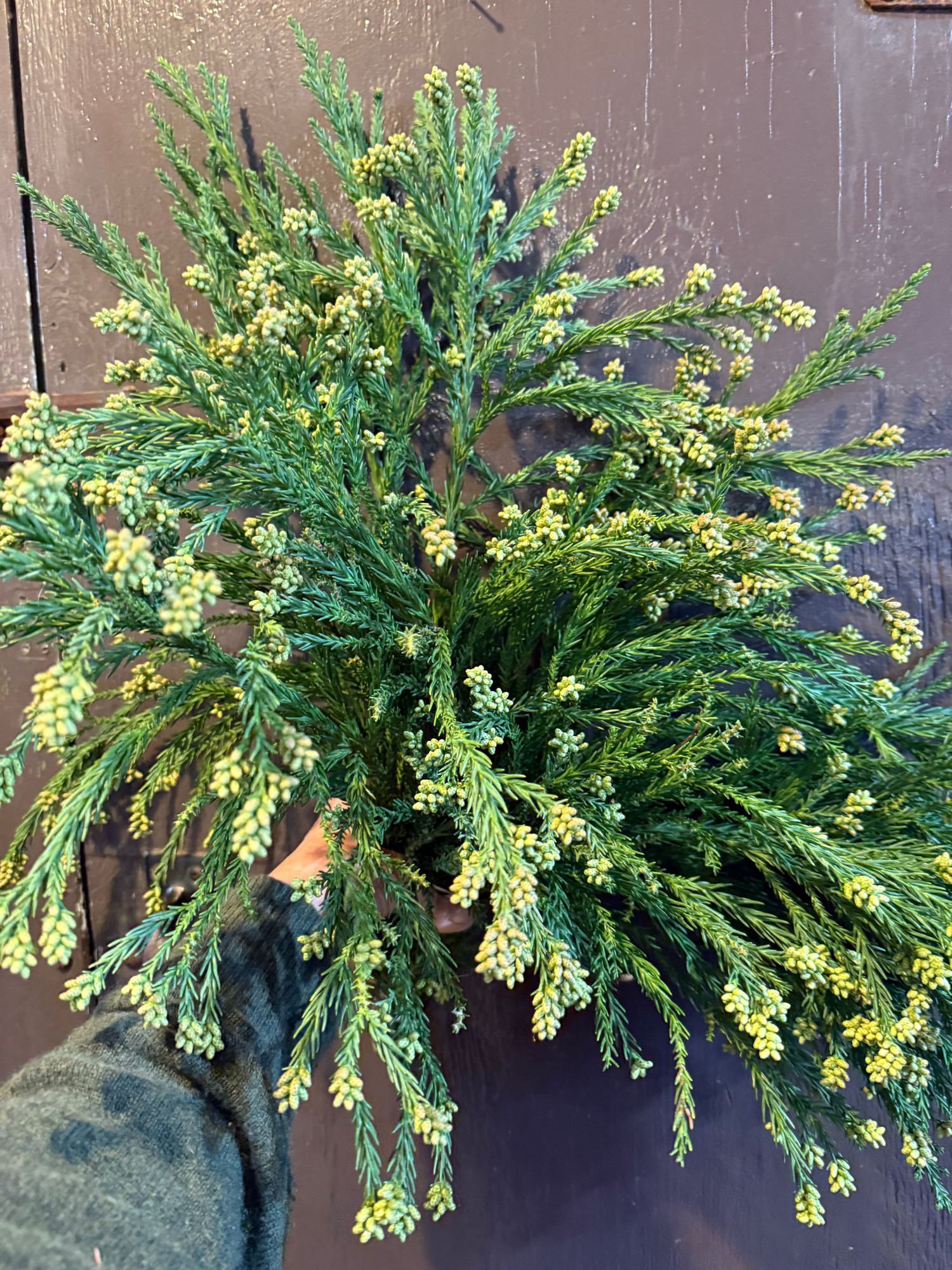 CRYPTOMERIA japonica