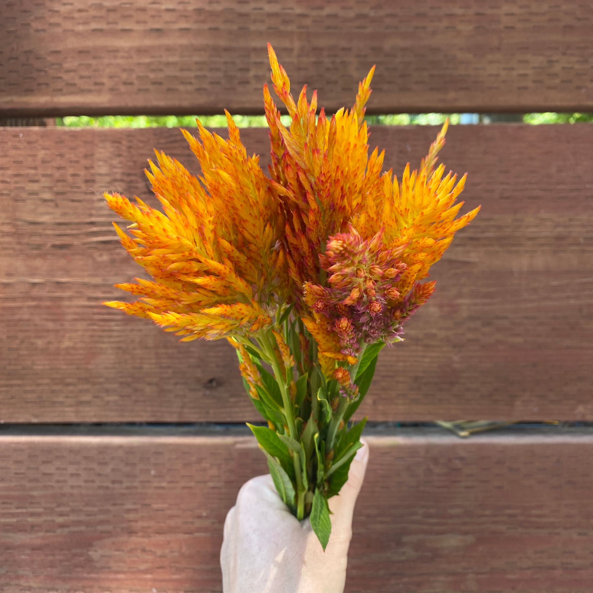CELOSIA argentea var. plumosa Texas Plume Summer Sherbert