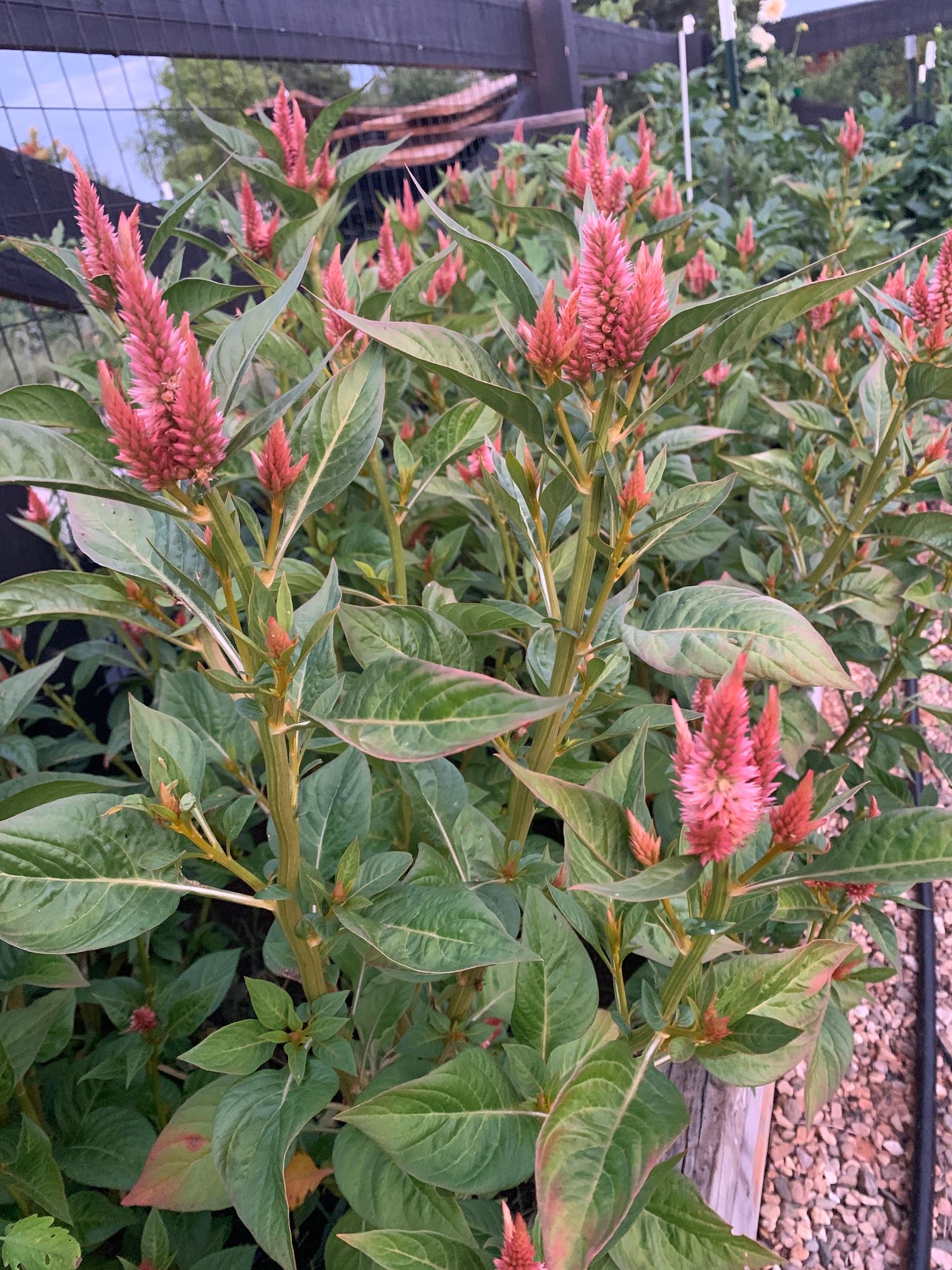 CELOSIA argentea spicata Celway Terracotta