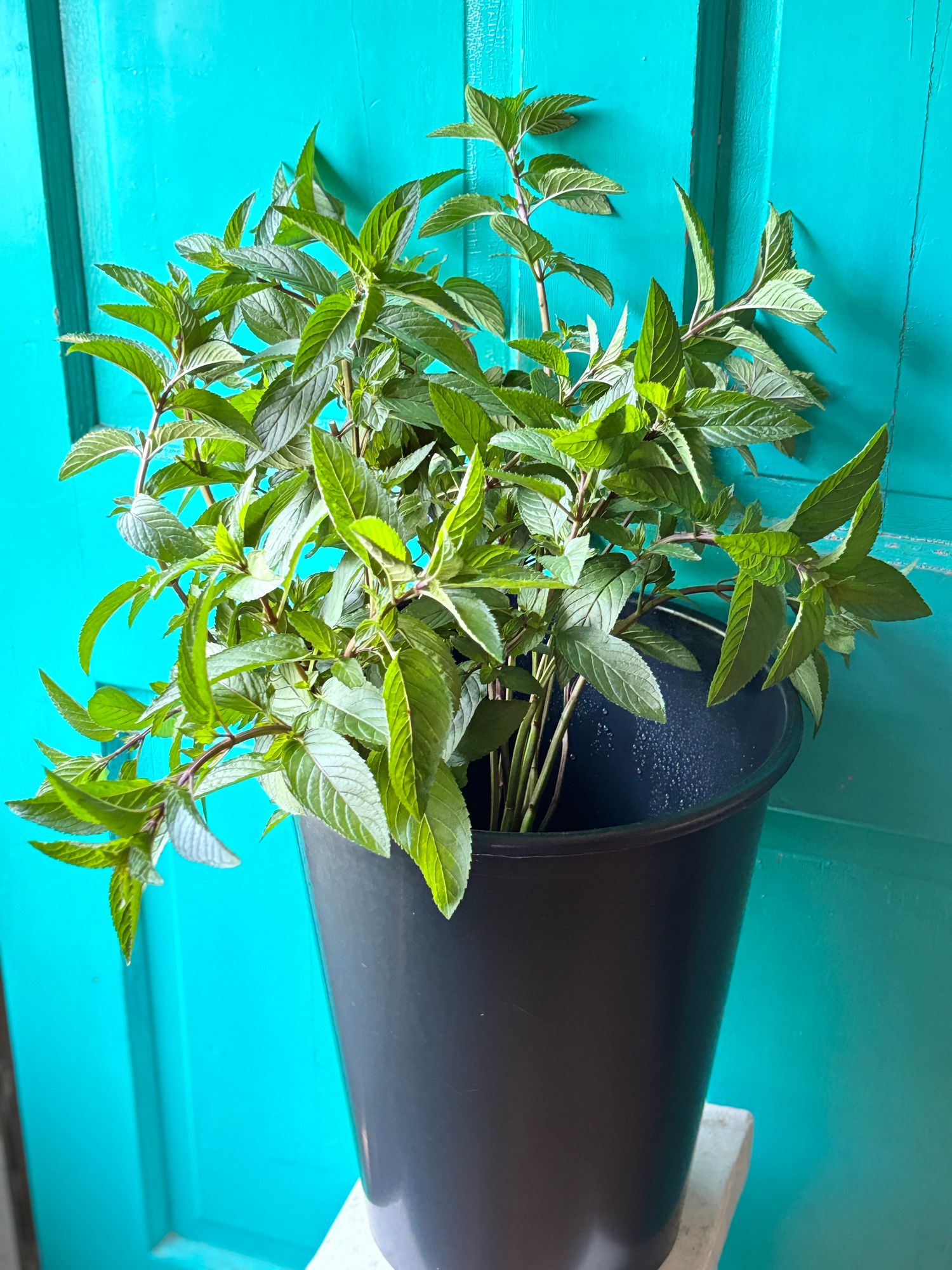MENTHA piperita x citrata Chocolate