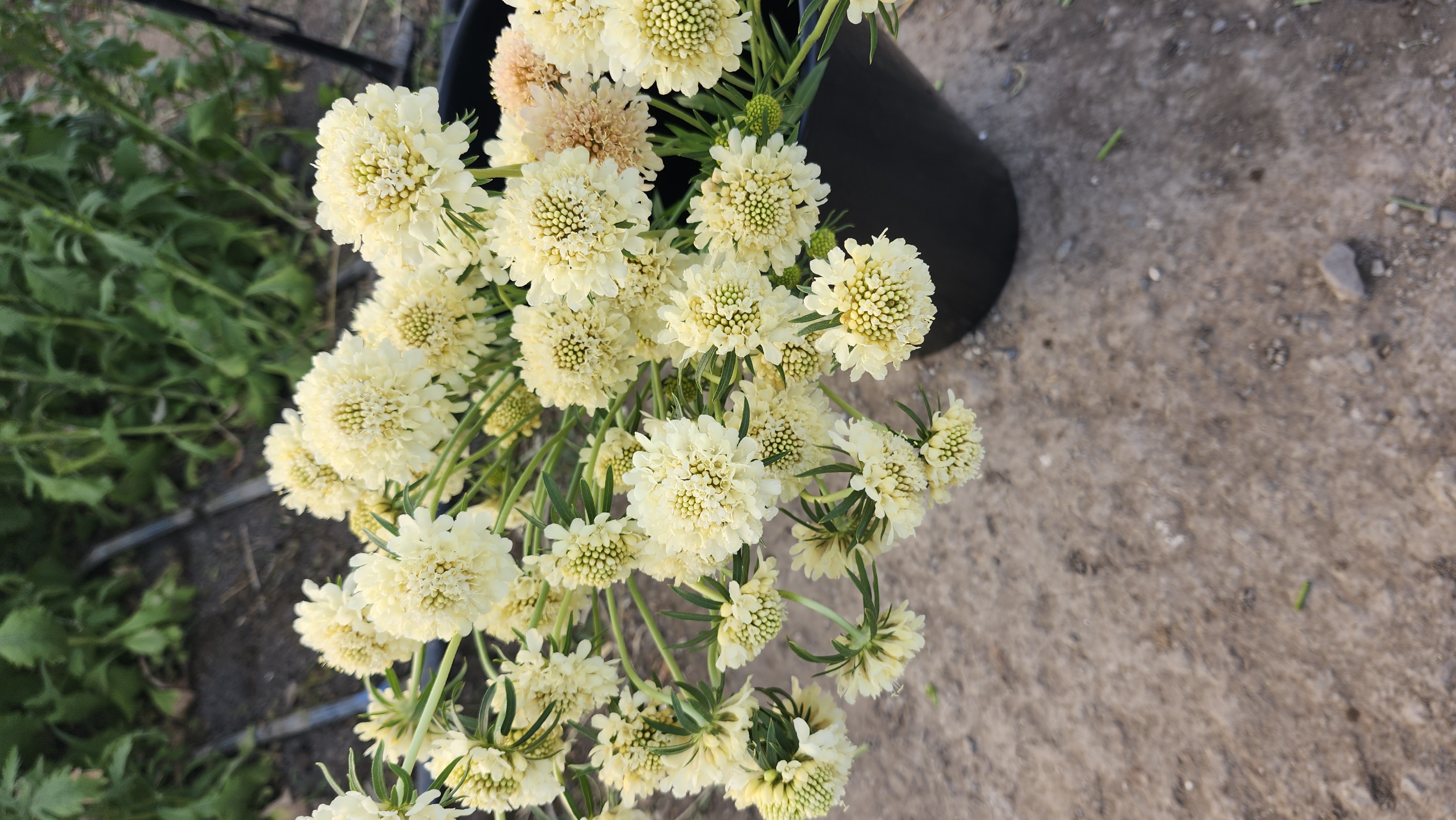 SCABIOSA atropurpurea x caucasica Scoop Banana
