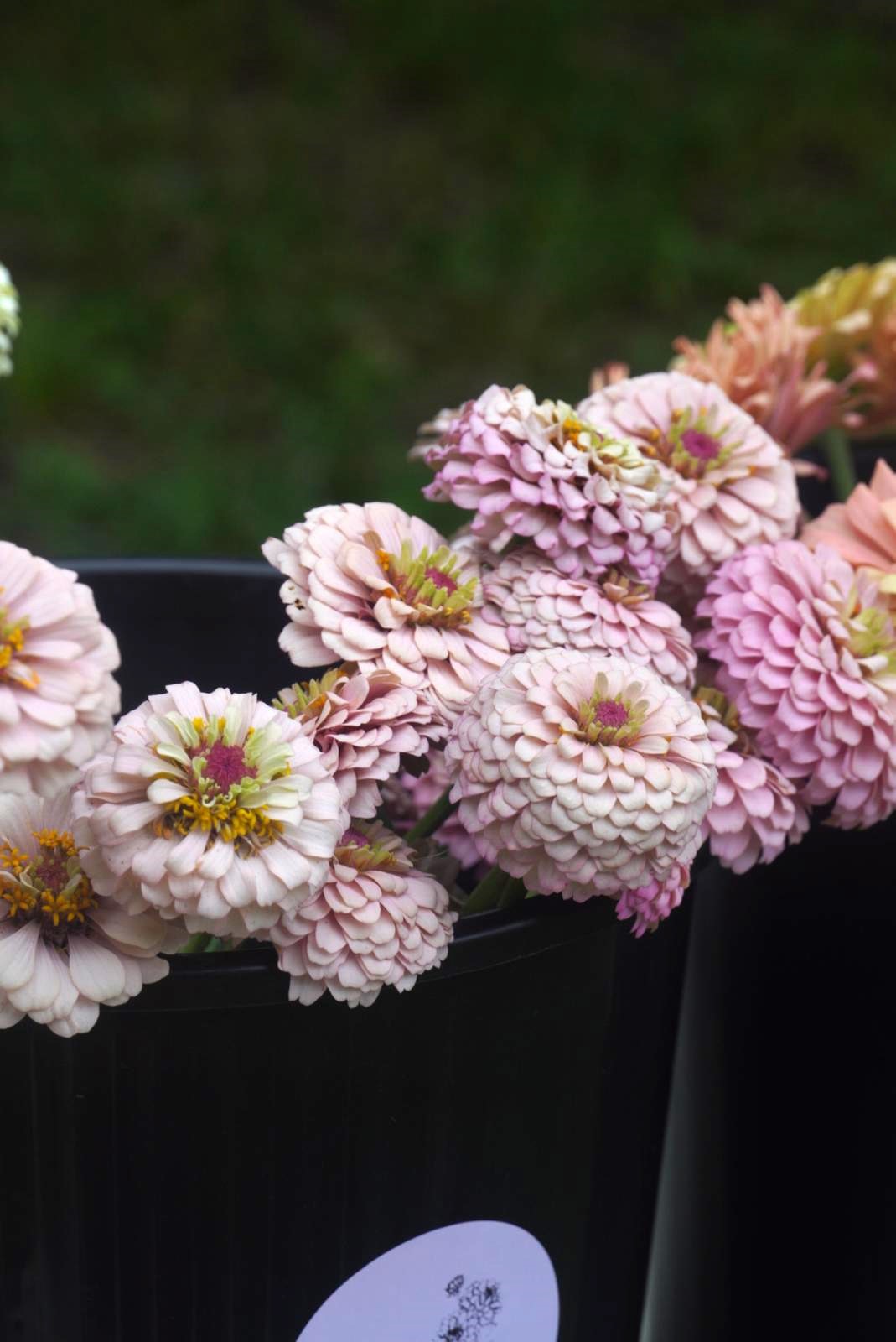 ZINNIA elegans Cupcakes Pastel Shades