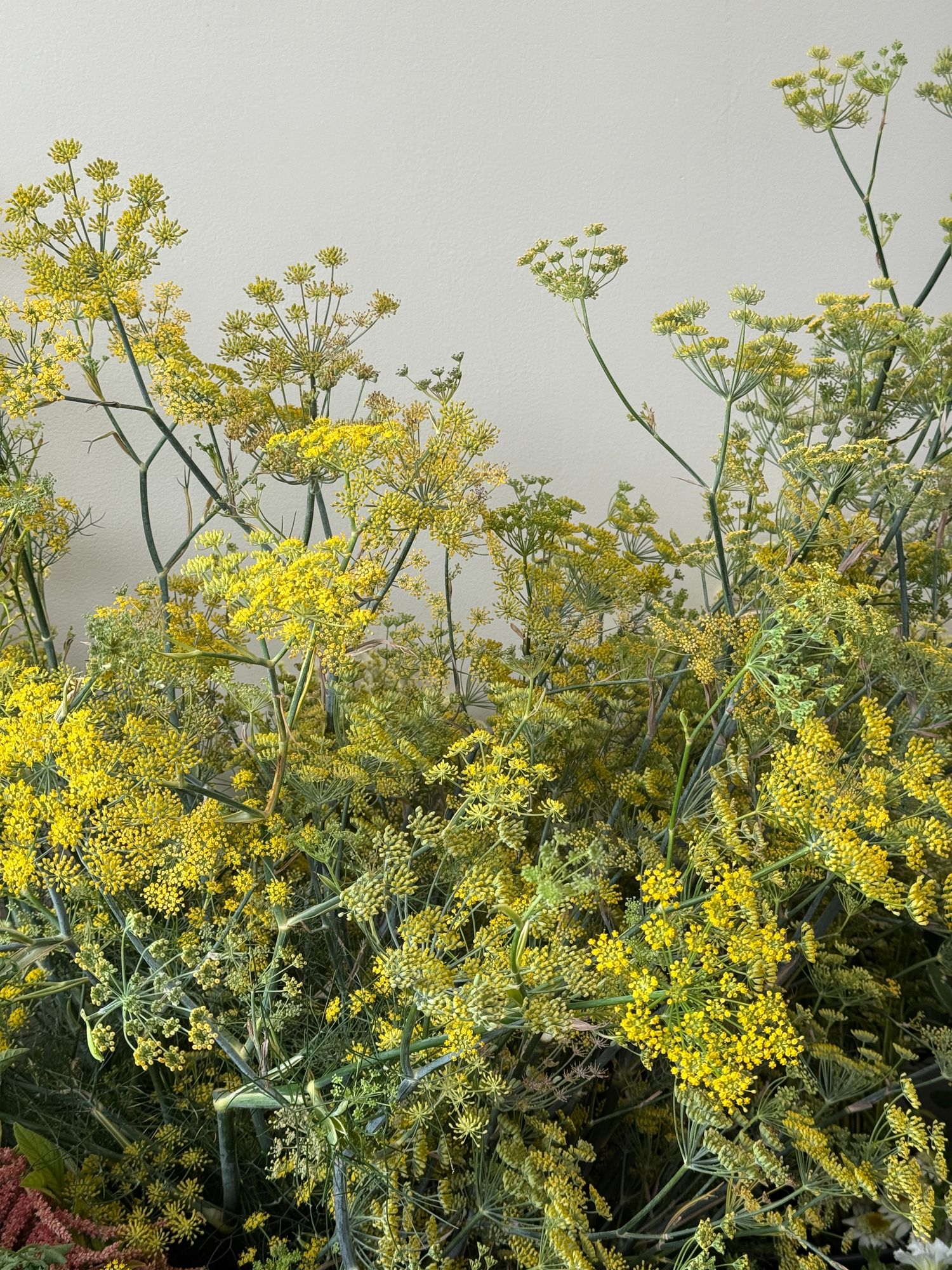 FOENICULUM vulgare