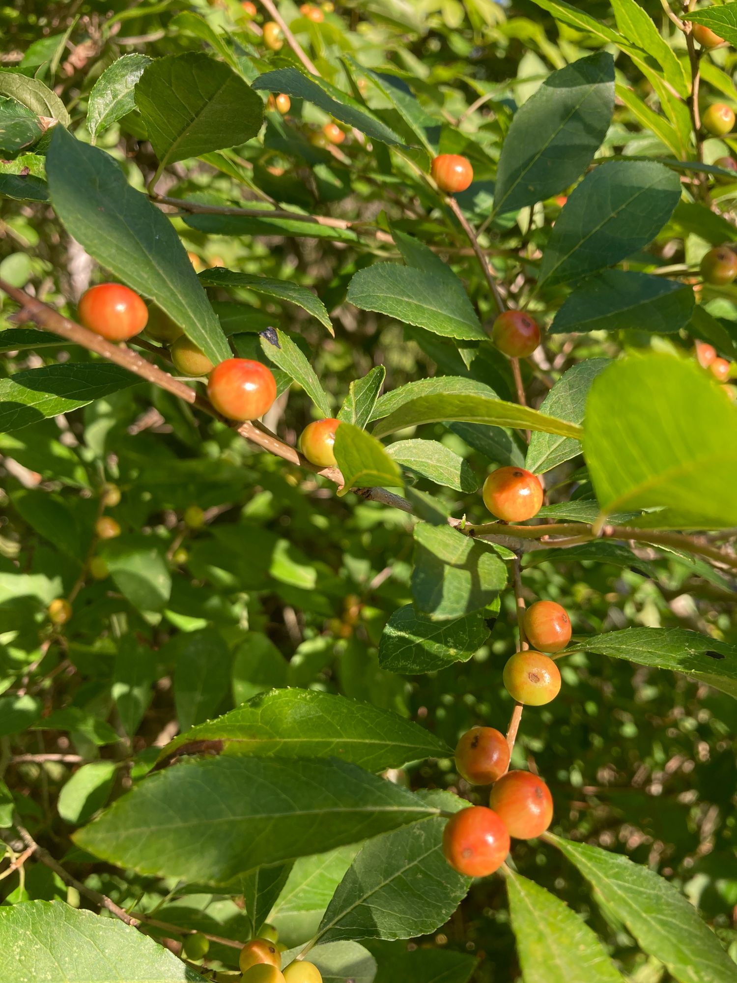 ILEX verticillata