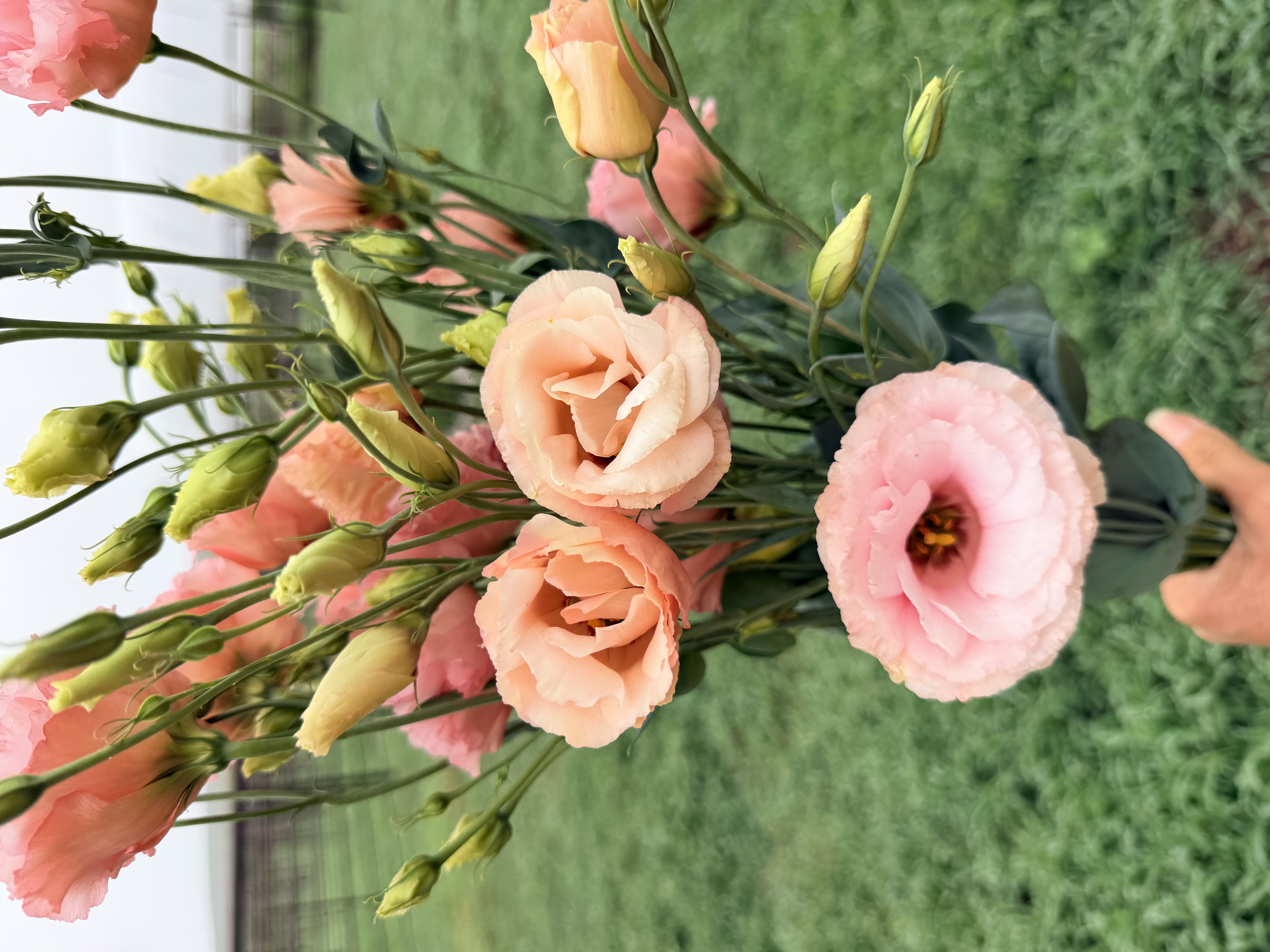 EUSTOMA grandiflorum